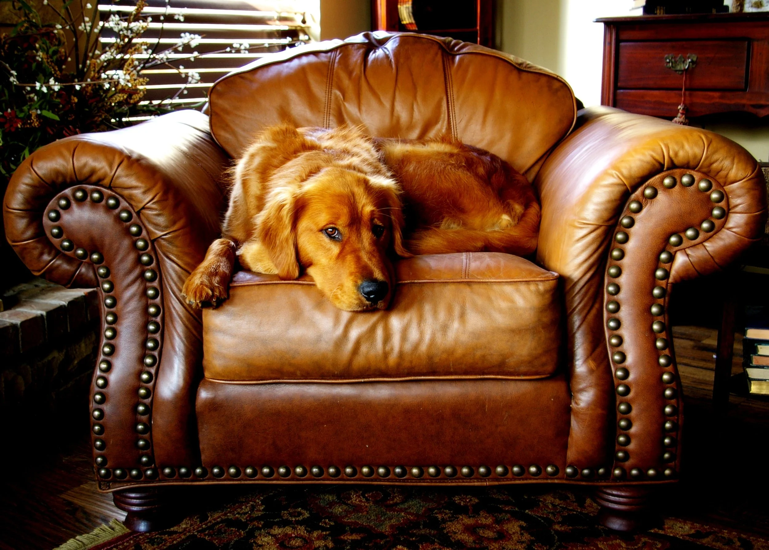 dog on couch.jpg