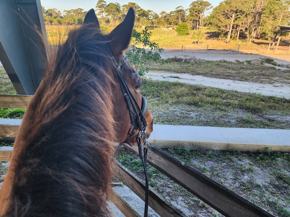 Brevard Equestrian Center will be offering our Summer Riding Program all summer. Sessions run Monday through Friday, 930 to 230 every week during summer break. Early drop off and late pick up are available for an additional fee. Campers wear long pan