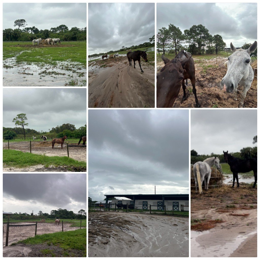 We all went out and checked each of the pastures. We had to make a couple of adjustments to our group of old/infirmed to help settle one of our older horses. We had 208 years of horses in the group! Everyone is eating and hanging out with friends and
