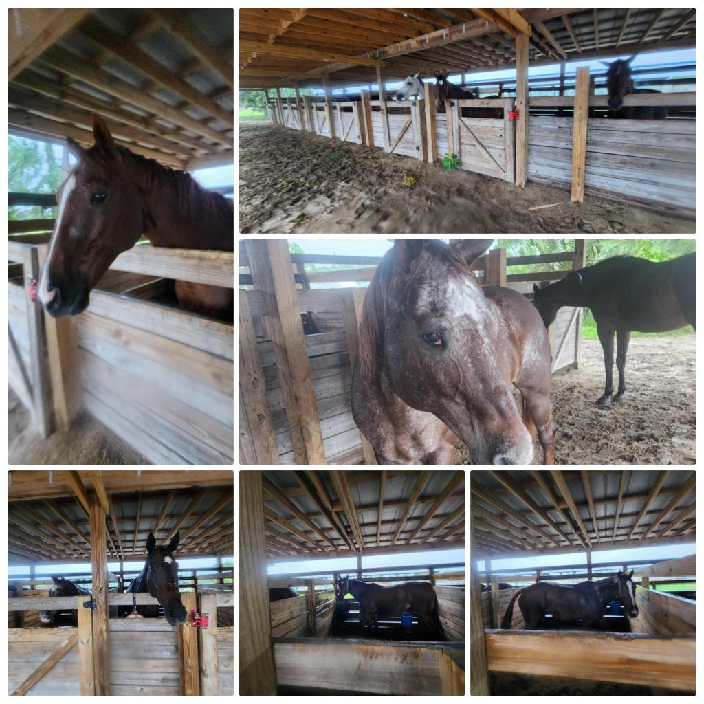 We've made it through the worst of it. The wind is helping drain the arenas from yesterday's deluge. We've juggle a couple of horses due to trees down and flooding. Fencing...flooding. Some shingles from the house. A leak in the apartment. Dish netwo