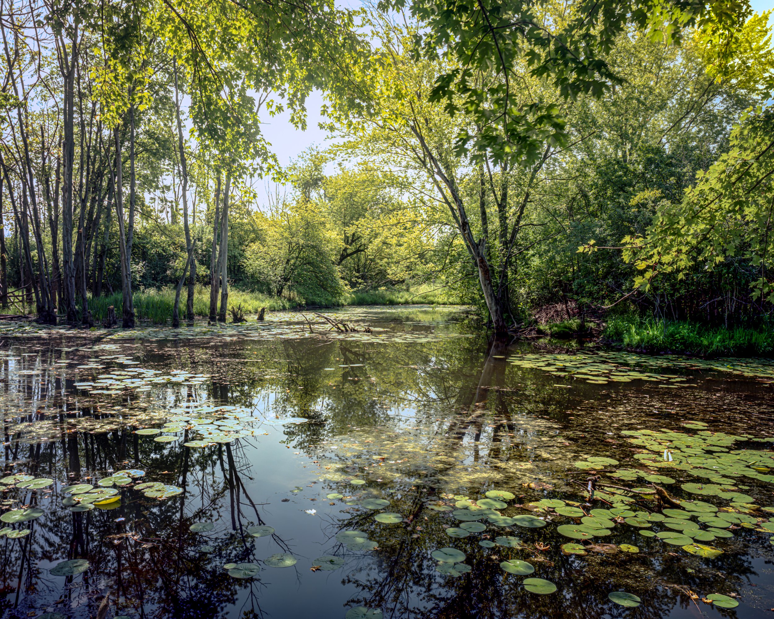 Chippewa Nature Center 1
Michigan
Color Film