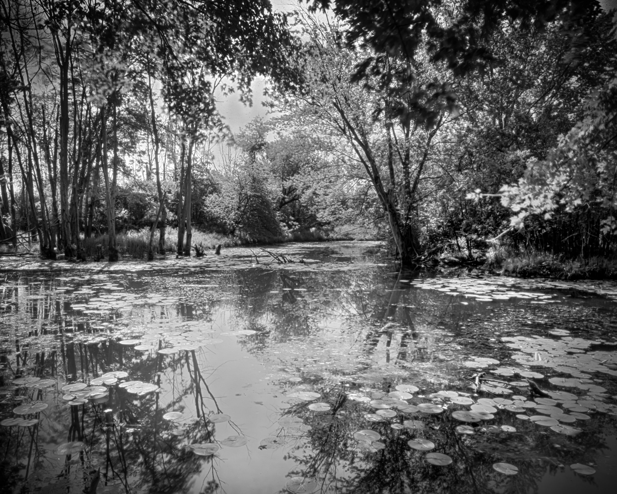 Chippewa Nature Center 1
Michigan
Paper Negative