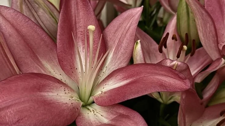 Whimsy Laptop Wallpapers