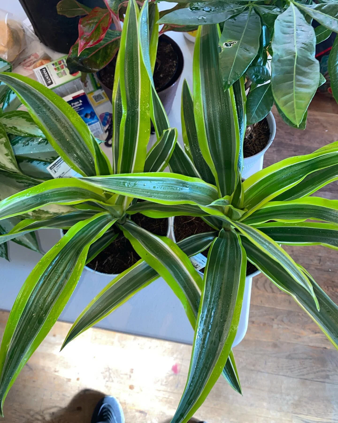 Corn plant, species of Dracaena know as the Mass Cane or The Happy Plant This plant is poisonous to Pets such as Dogs and Cats. This plant Requires filtered light, DIRECT SUNLIGHT SHOULD BE AVOIDED as it will burn the leaves, Allow plant to completel