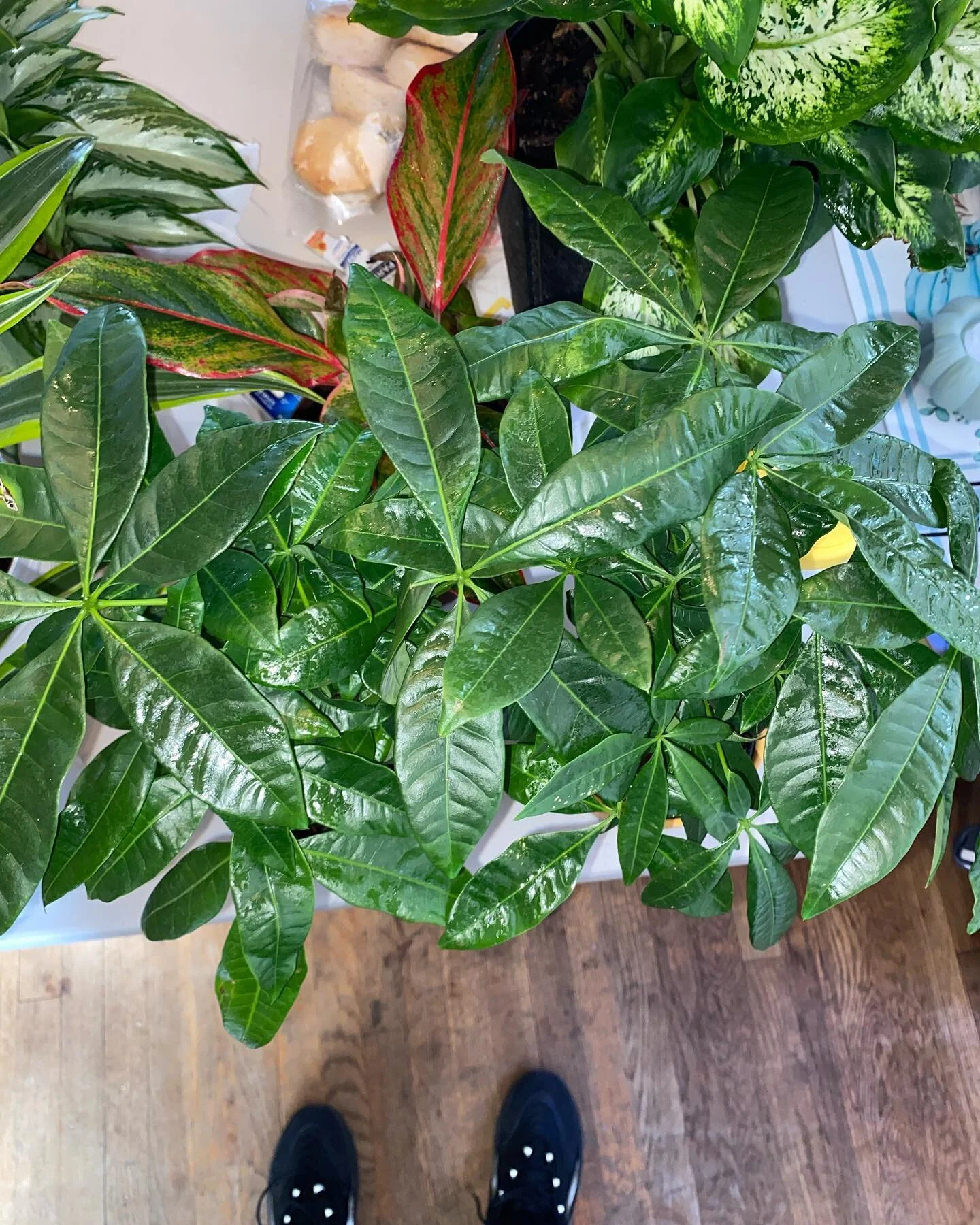 Guinea peanut, a species of Pachira popularly known as the money tree. Requires Full, partial sun Water when top inch - 2 inches is dry  less water is required in the winter