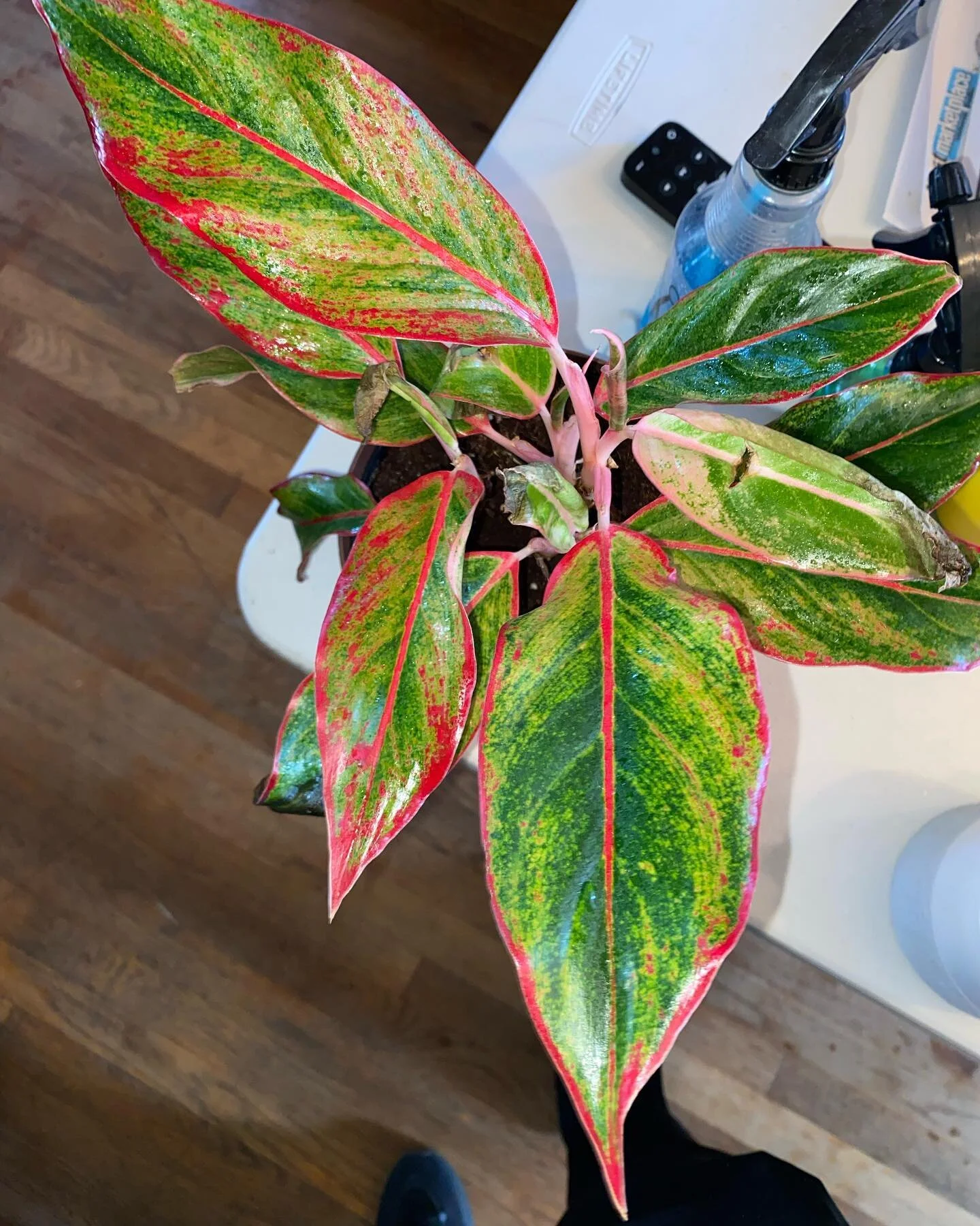 Red Agalonema a cultivar of Chinese evergreen, requires full shade and partial sun.
