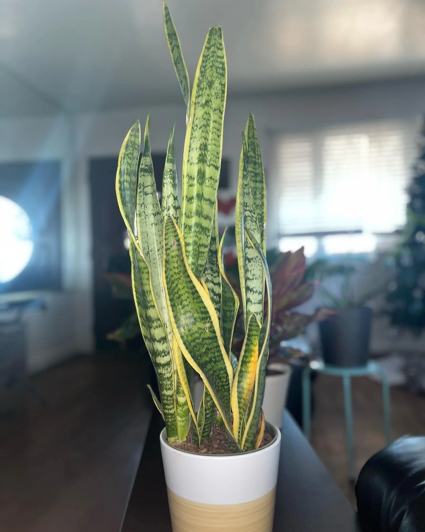 The snake plant is a plant of art with its sword like leaves with bold striping patterns  that are distinctive and eye catching, ⚠️this plant is poisonous to dogs, cats and us(humans)⚠️but this plant does purify the air, this plant is a symbolism of 