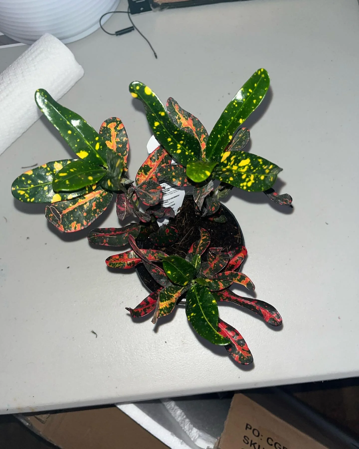 The Garden Croton is a tropical I catching plant, this plant comes in a variety of different colors and leaf shapes. This plant is a symbol of change and beneficial transition. This plant difficulty is low, water every 5-7 days fertilize every 6month