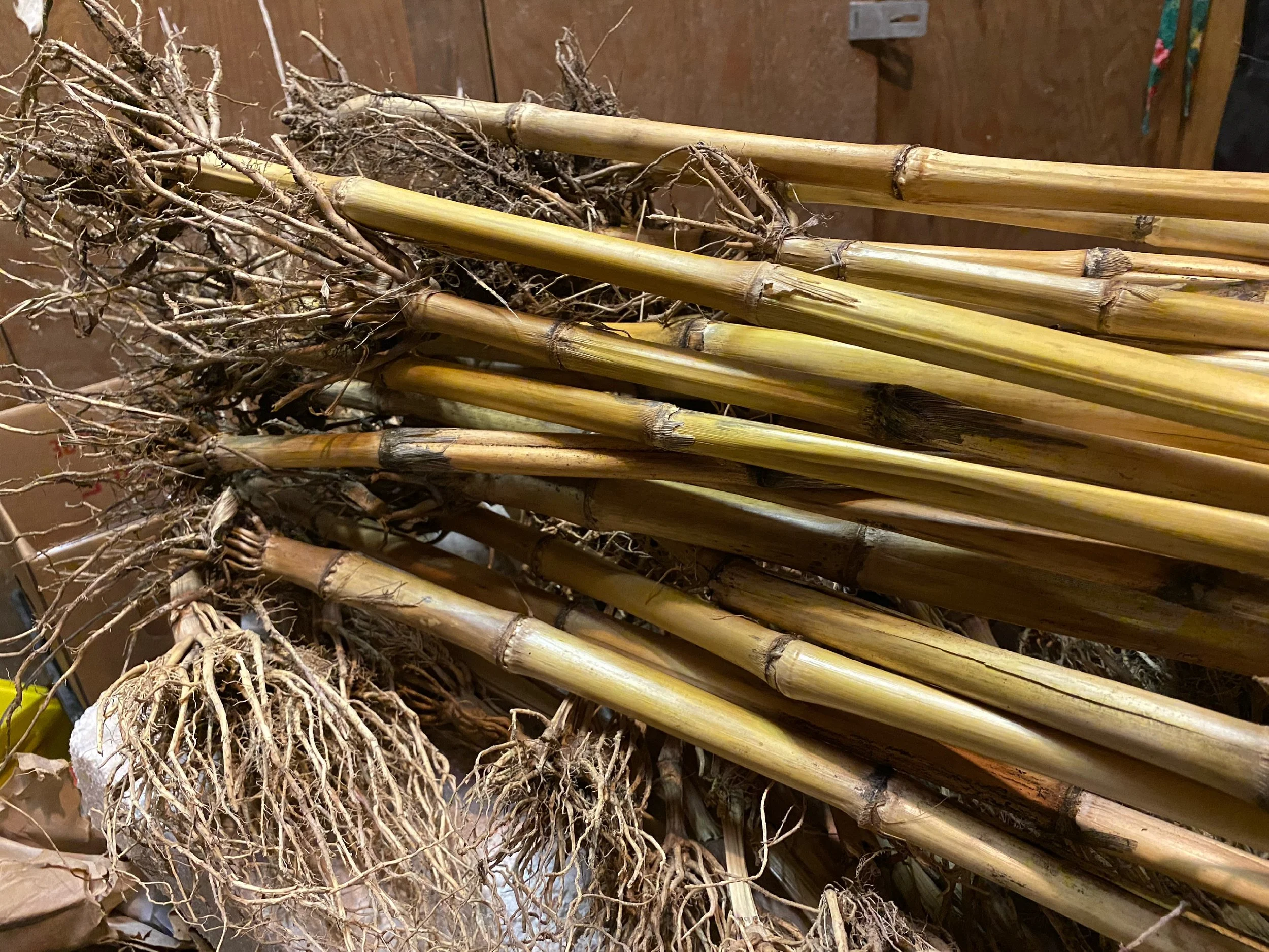 Some of the corn stalks from last year’s yield were spared from compost. They erected the Upheaval installation.