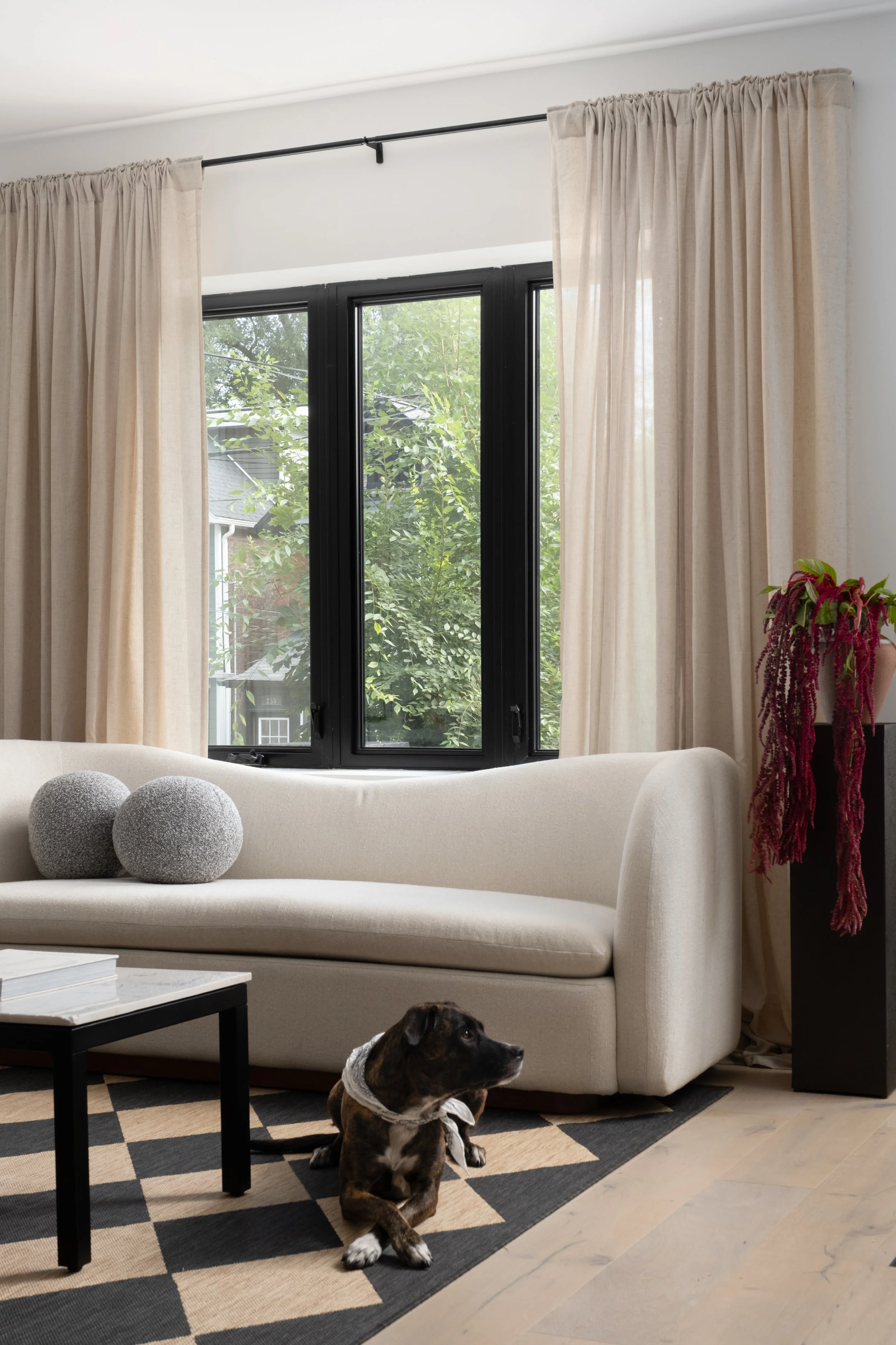 Living room with beige sofa, two gray pillows, black-framed window with beige curtains, a dog lying on a black and beige geometric rug, and a black fixture with pink and green plants.
