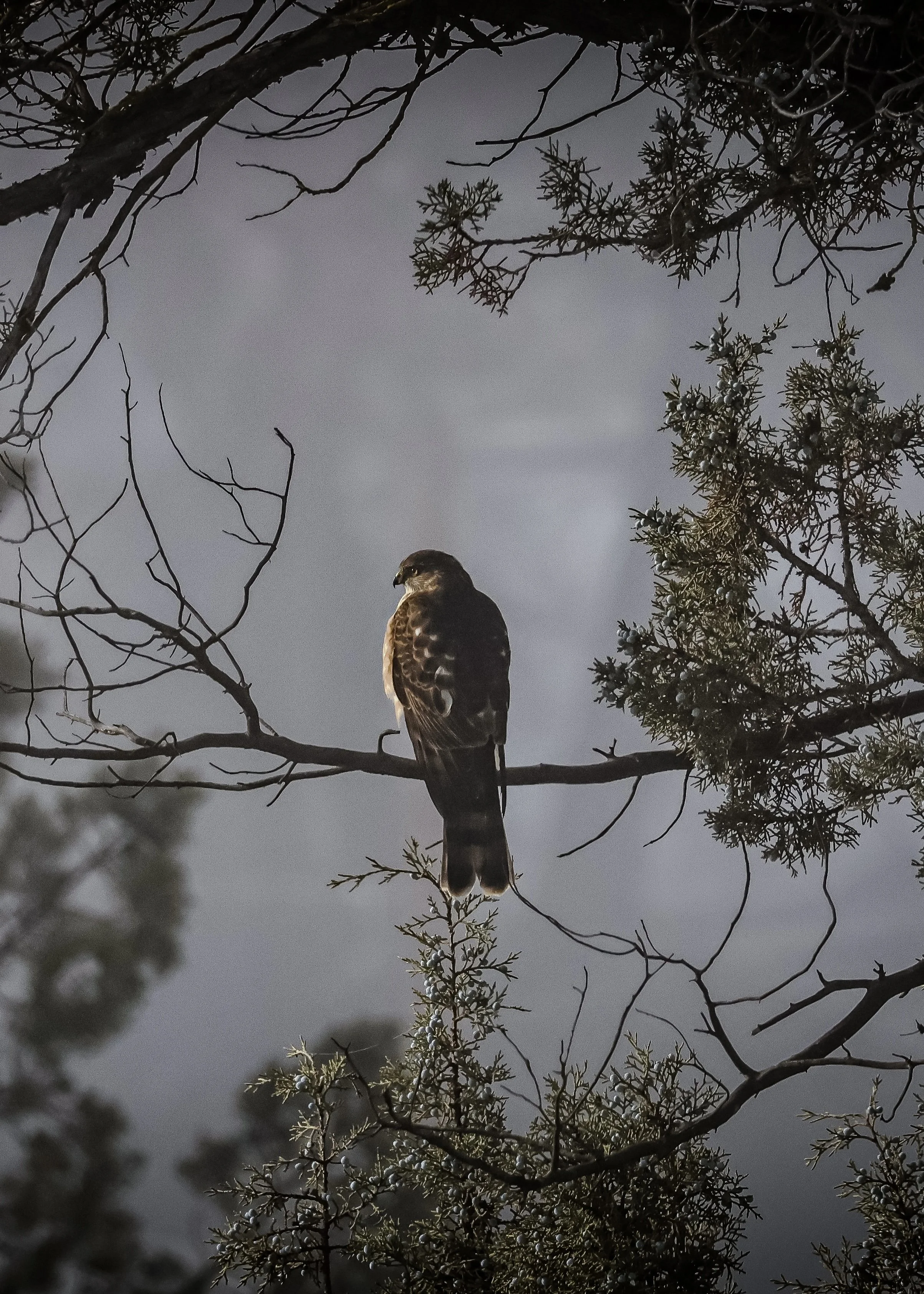 Photo by Dave Crapser, a local artist