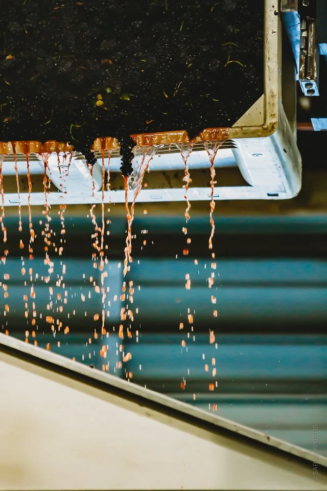 2020_Flâneur Wines-218.jpg