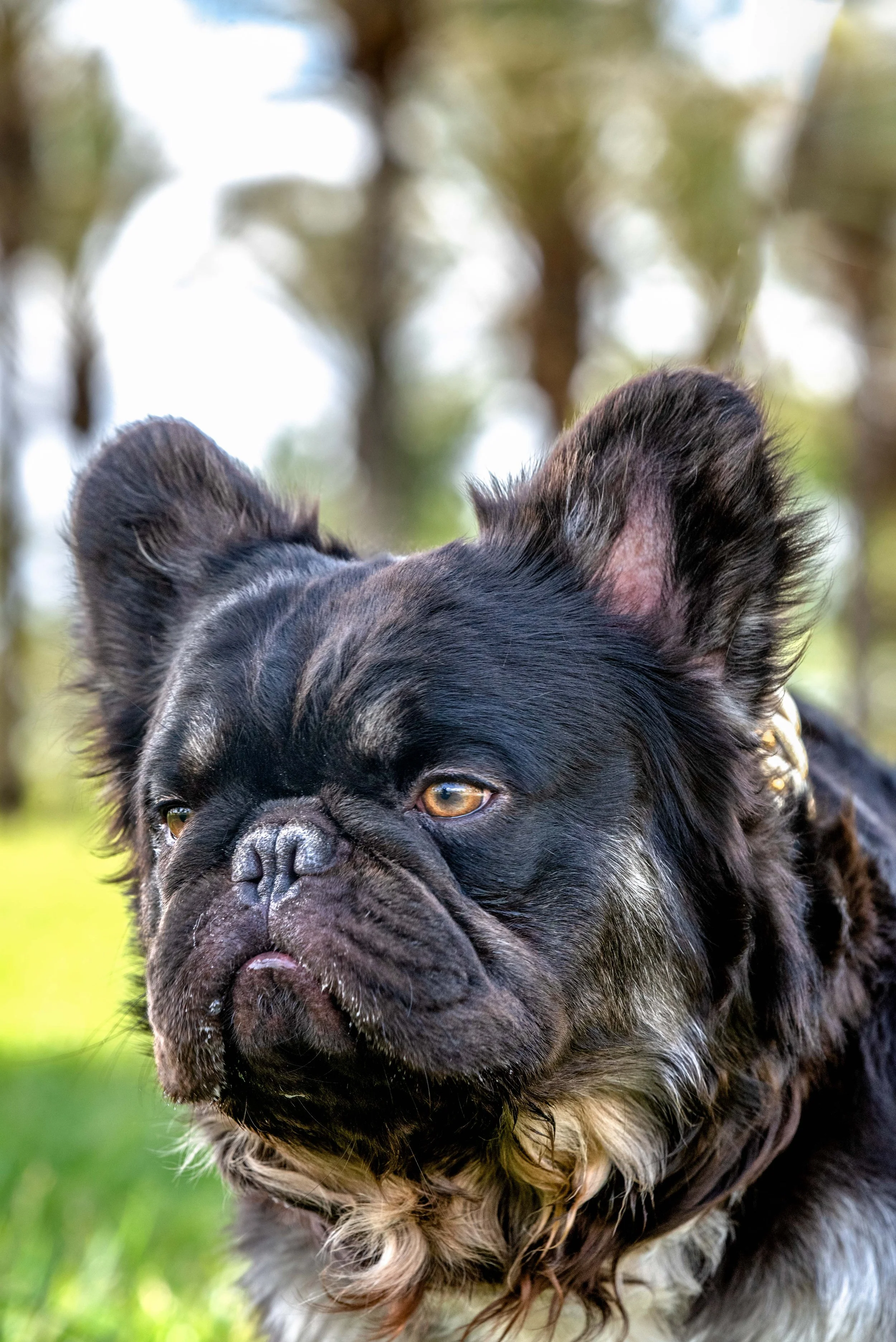 Dog Portrait - Hairy Frenchie