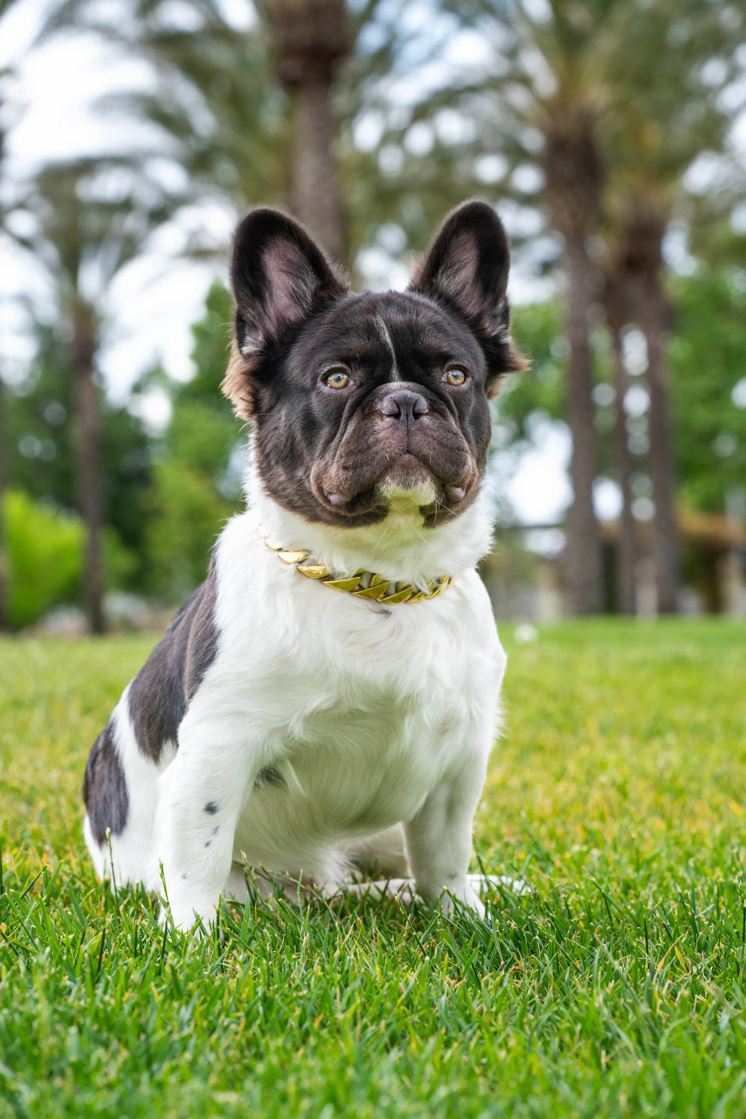 Dog Portrait - Rambo - Hairy Frenchie