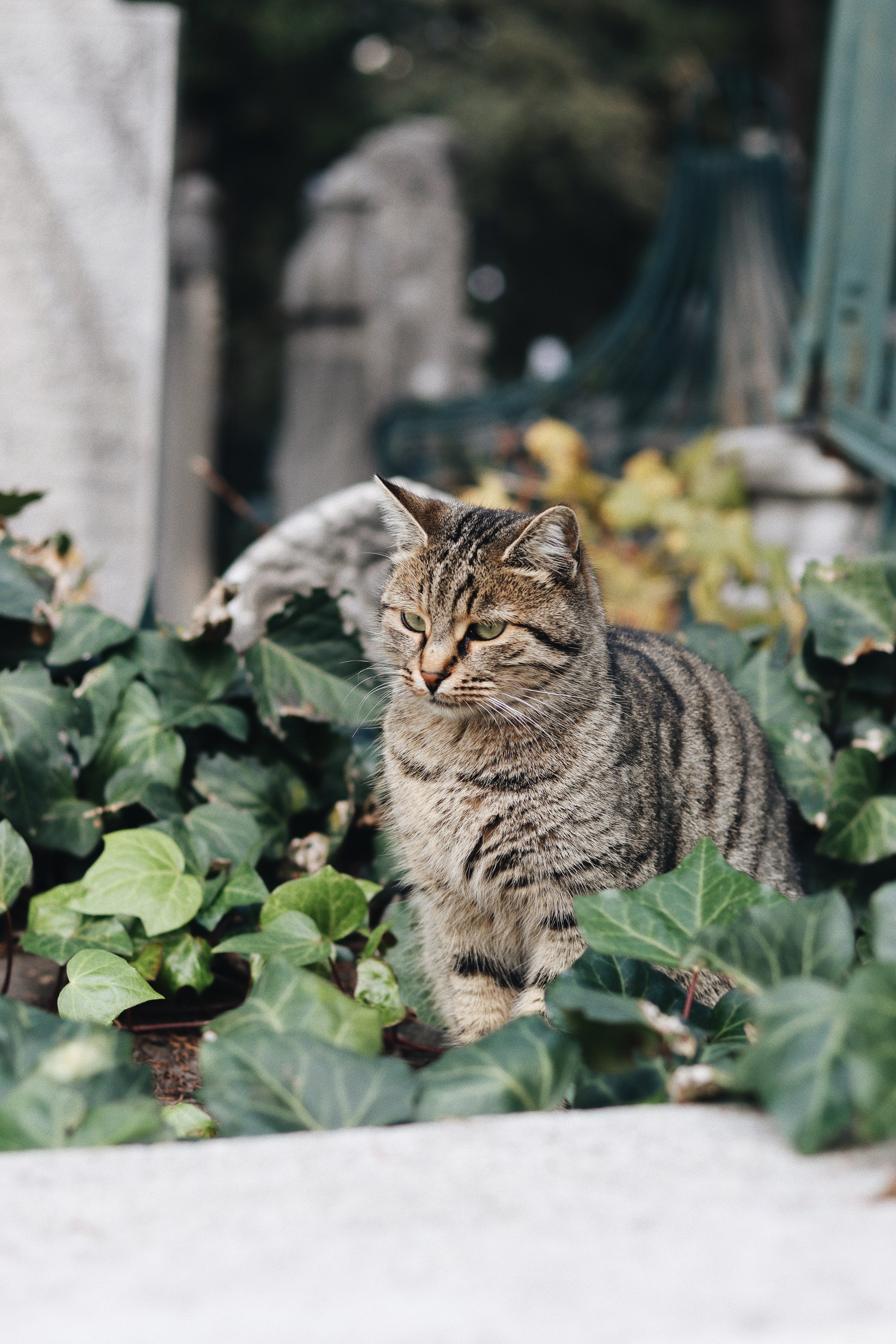 A cat on the verge of a nervous breakdown