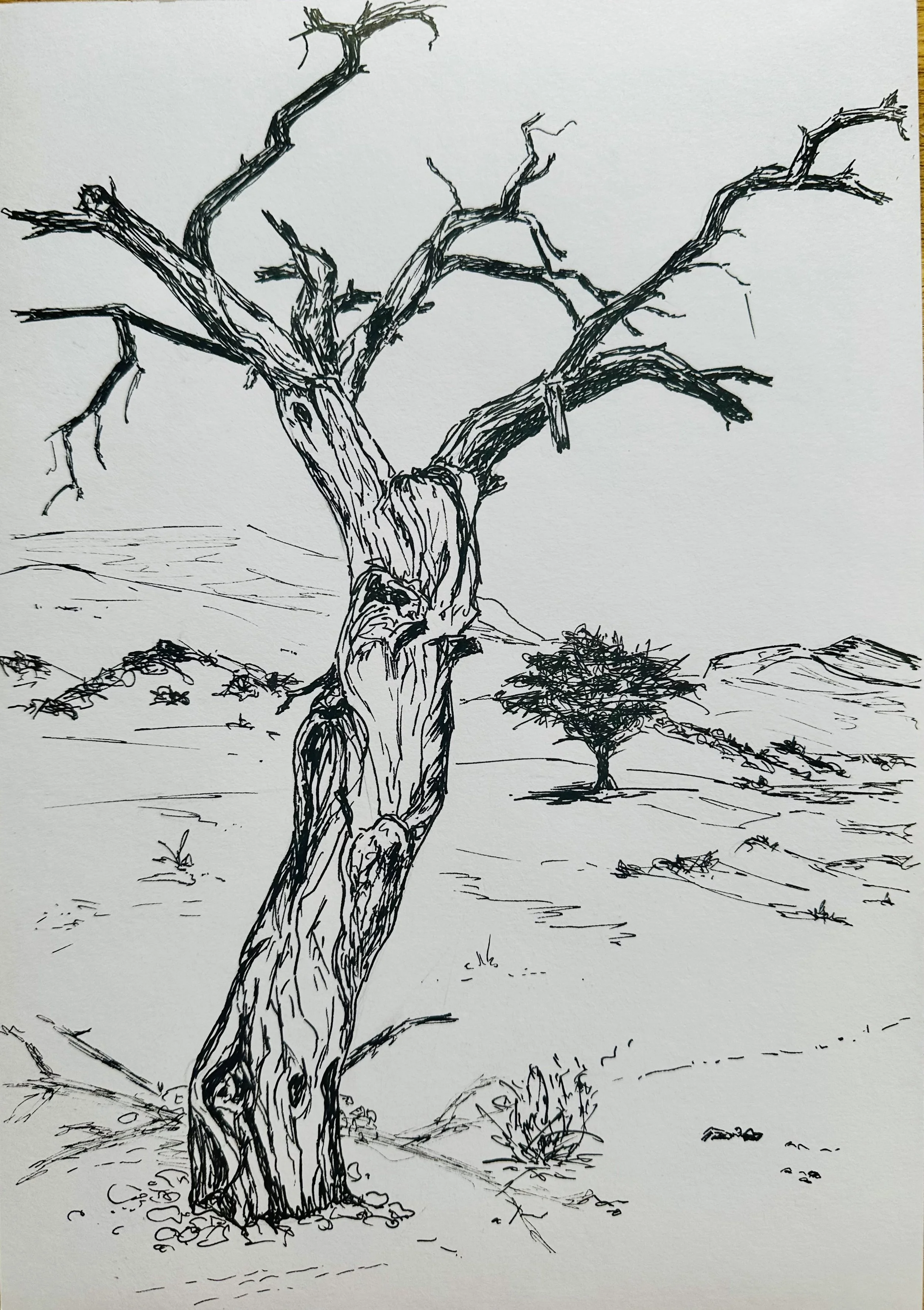 Namibia - Kameldorn II
2025
Fineliner auf Papier 20 x 30 cm