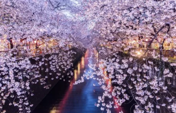 Where to Chase Cherry Blossoms This Spring