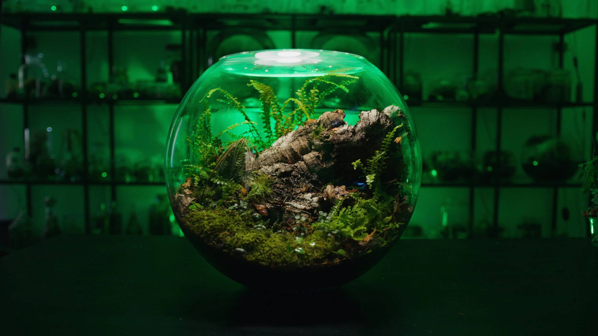 Shop — Worcester Terrariums