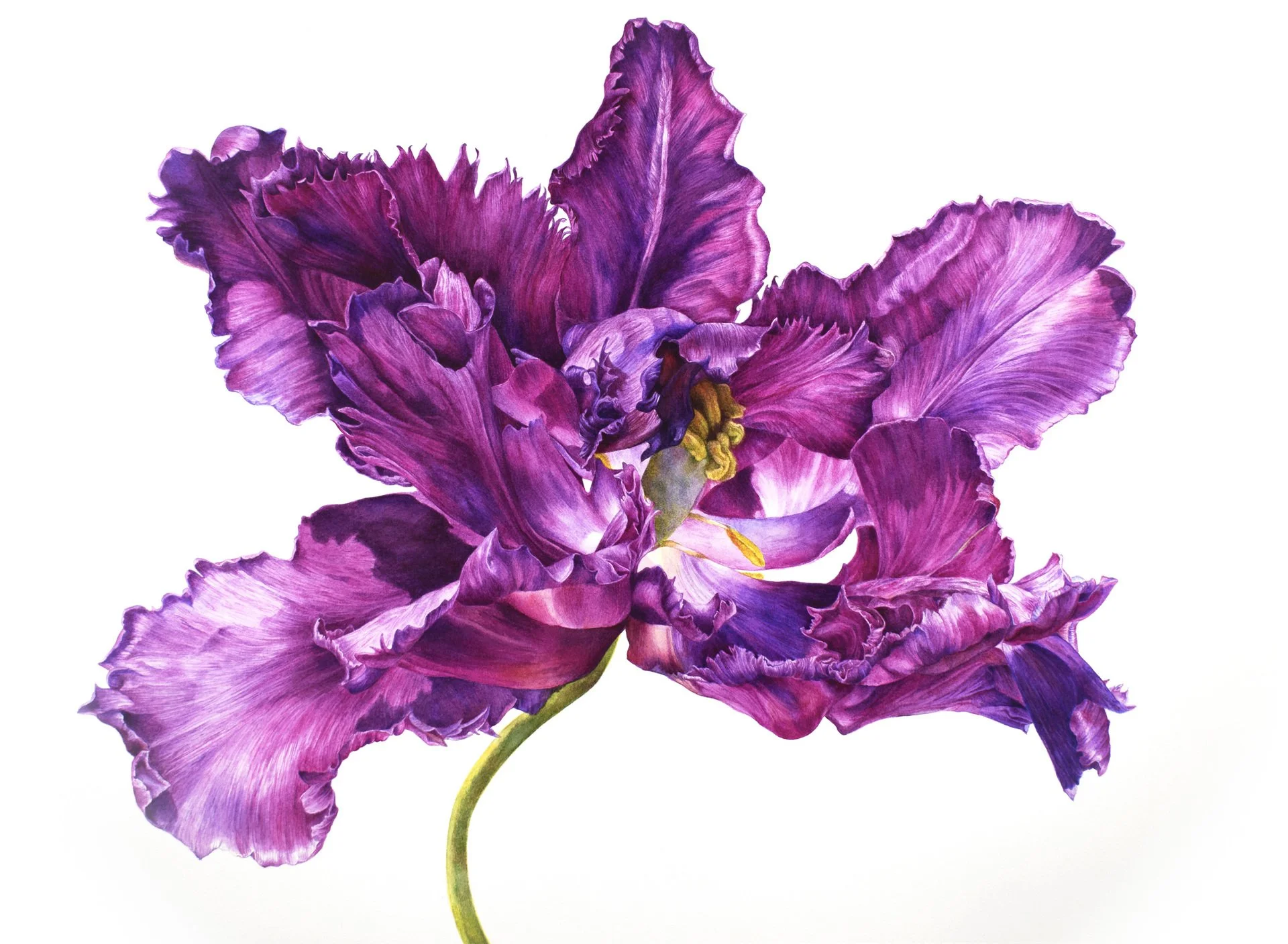 A Burst of Tulip