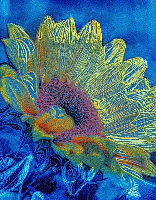 Pruitt_Gaby+02_Sunflower.jpeg