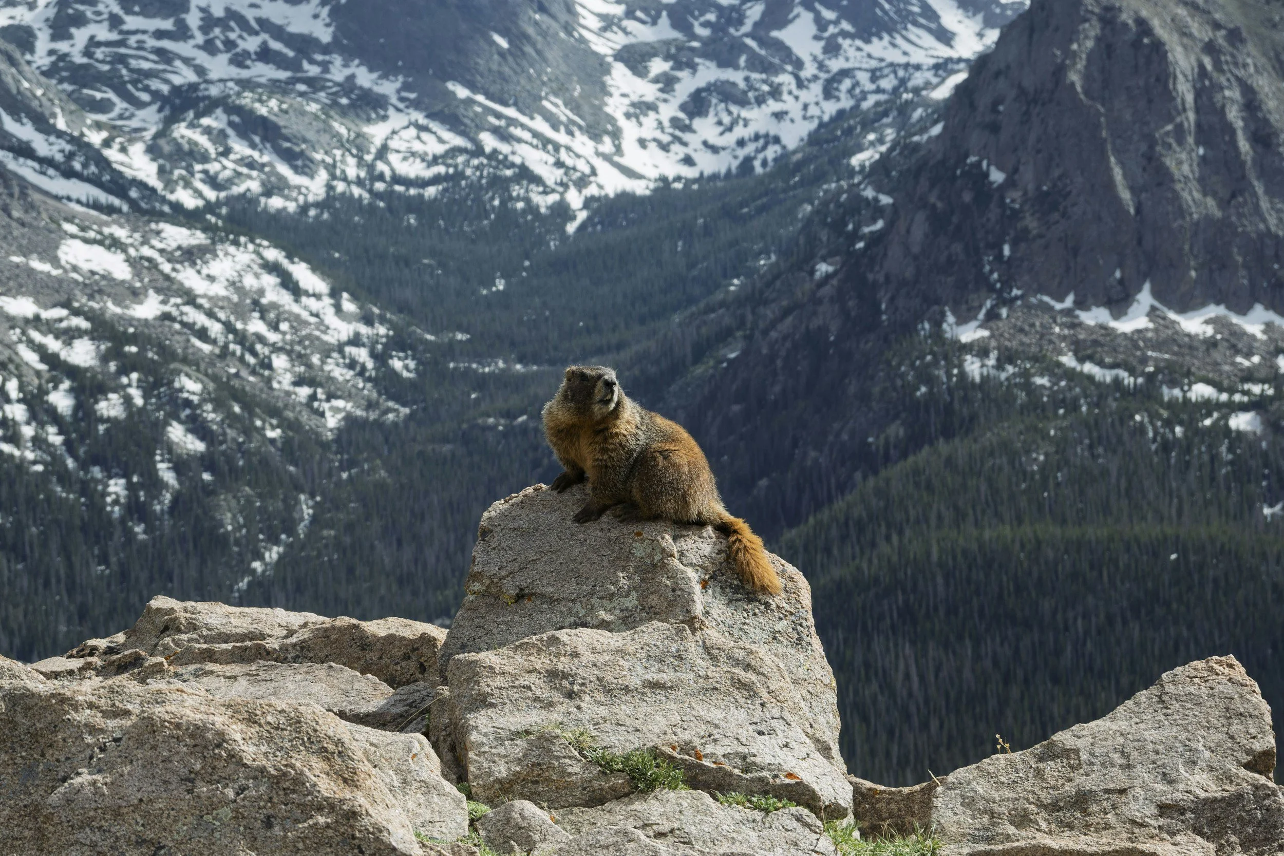Groundhog perched on a rock in early spring, symbolizing seasonal weather changes in Pennsylvania.