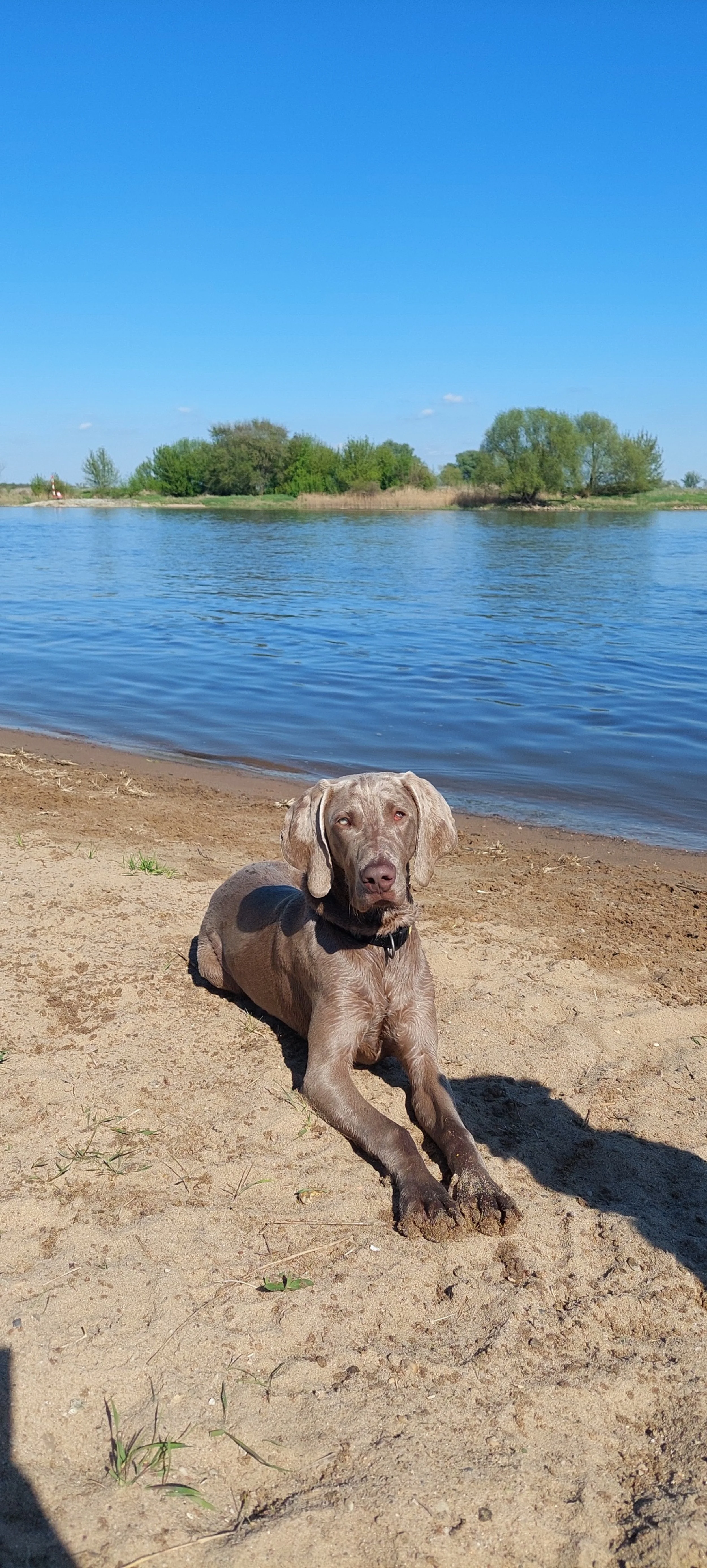 Weimaraner Benji am See