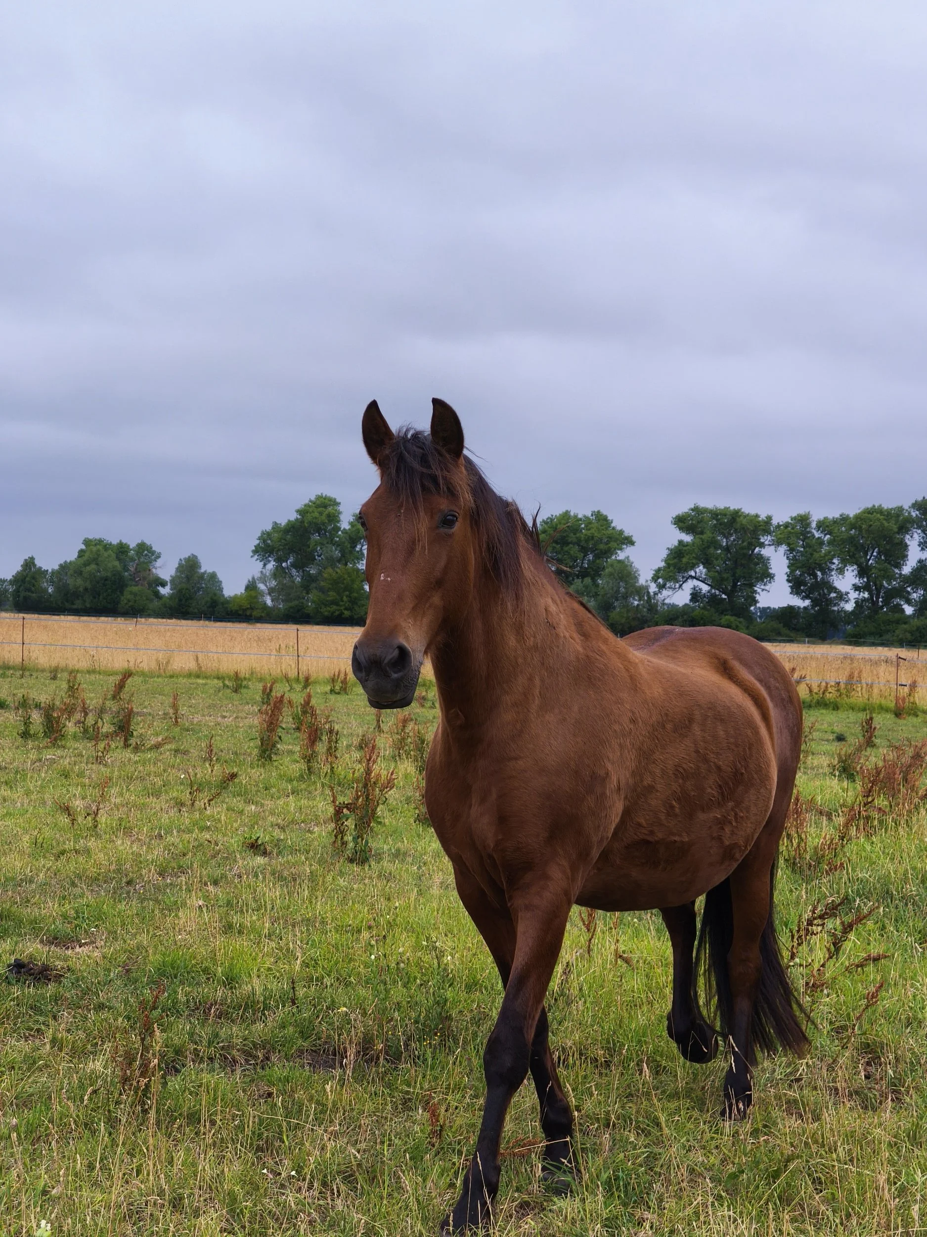 Pferde auf schneebedecktem Hof vor Bergen in Bayern