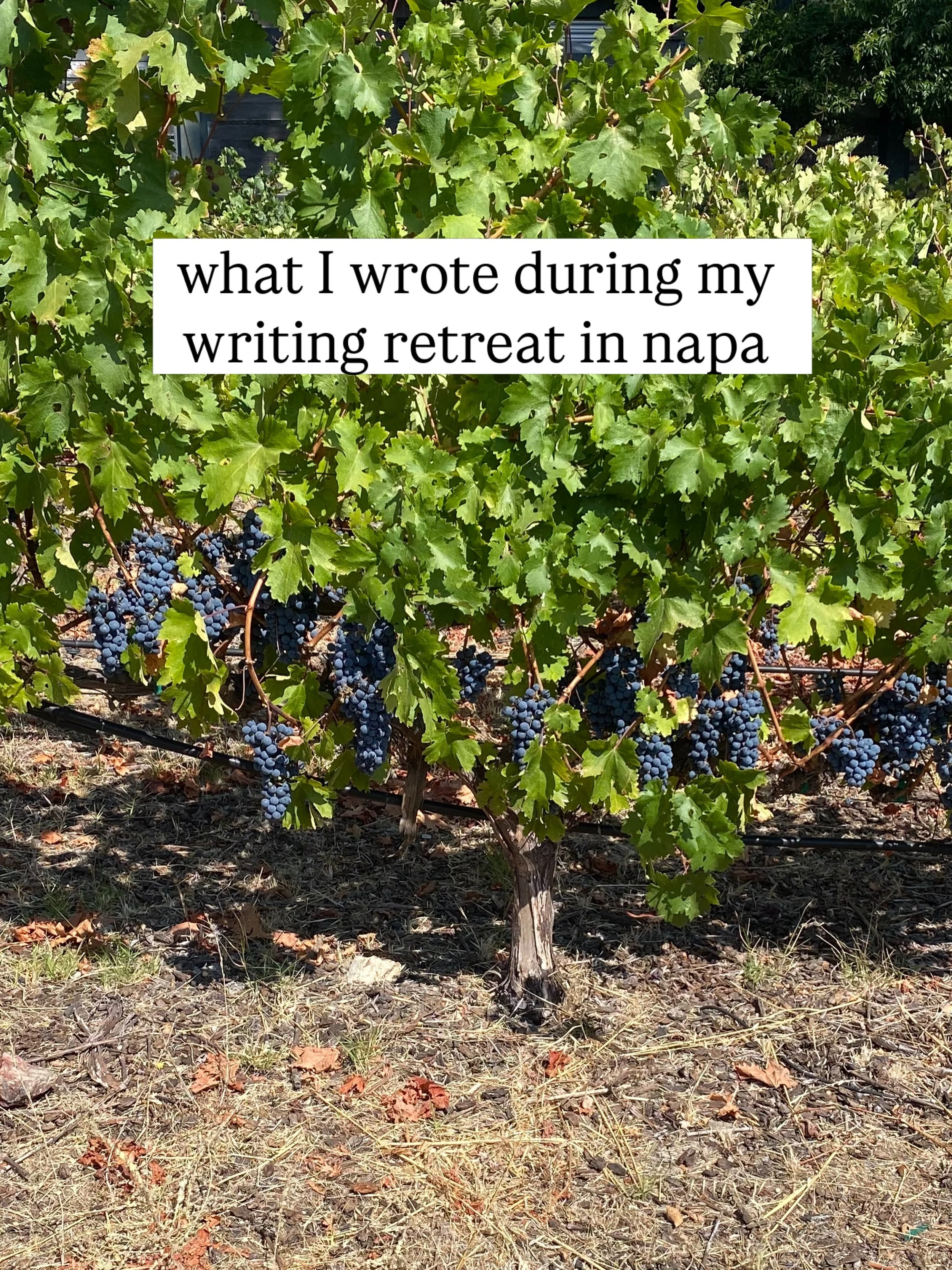 I&rsquo;m so close to finishing the first draft of my fifth book! And this was the perfect place to get some writing done!

I took long walks and sat in the sunshine and typed and thought through plot issues and brainstormed future ideas and it was a