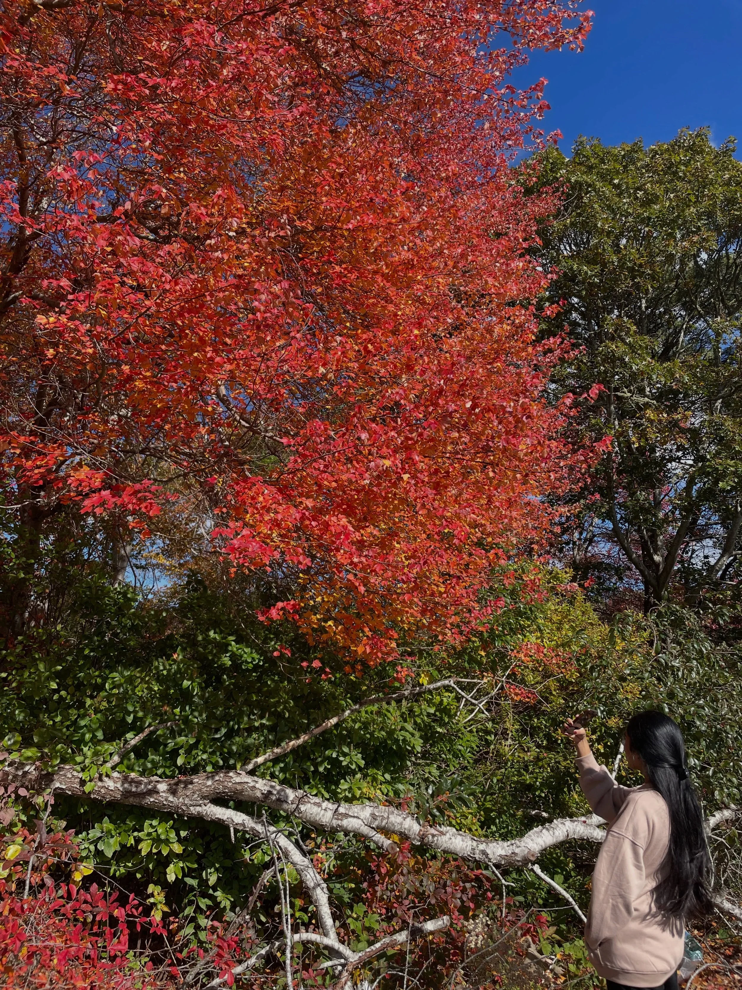 got out of texas to experience fall. having a grand time 🍂