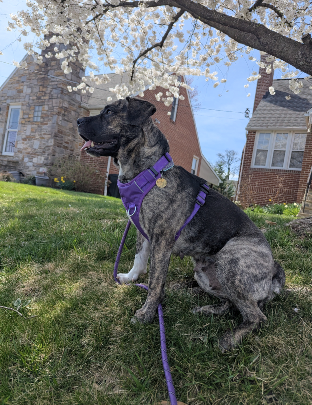 A brindle dog wearing a purple harness and leash sitting on a grassy yard beneath a flowering tree, with houses and a blue sky in the background.