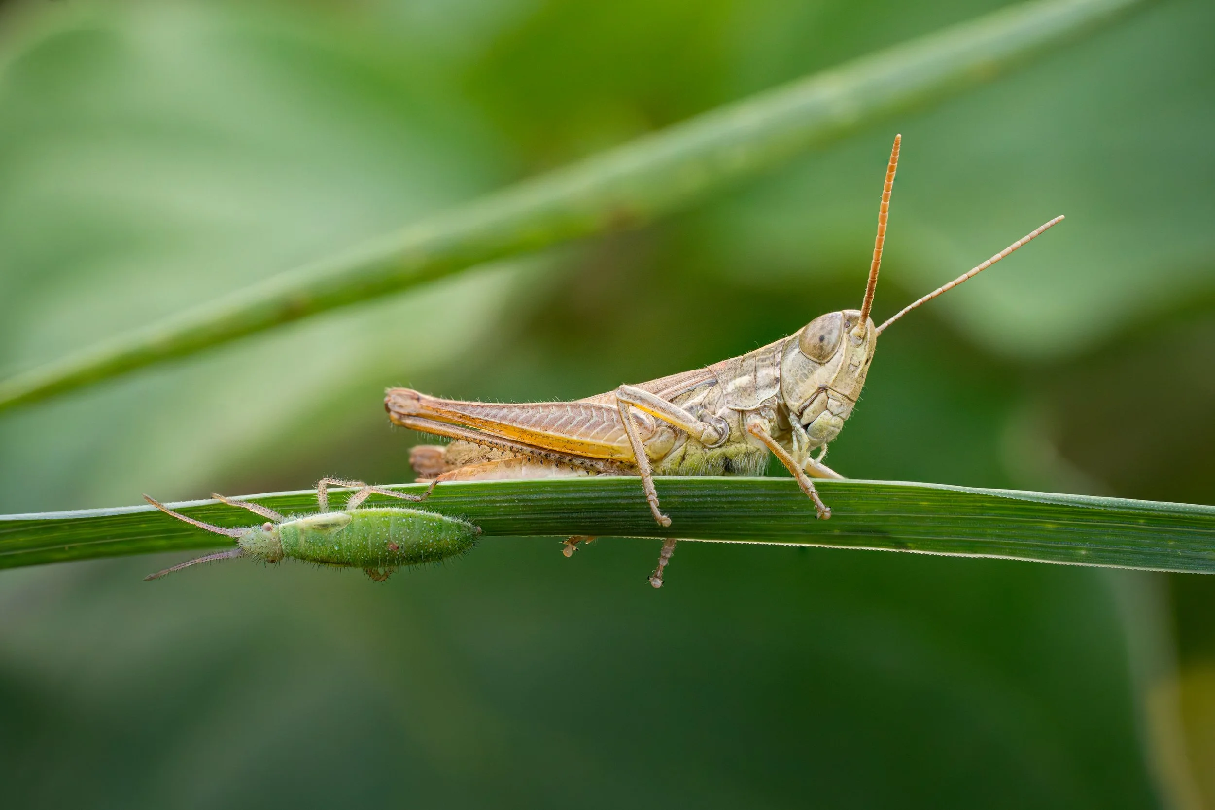 2023_08_04_Újpalota_Sony_macro_119_stacked.jpg