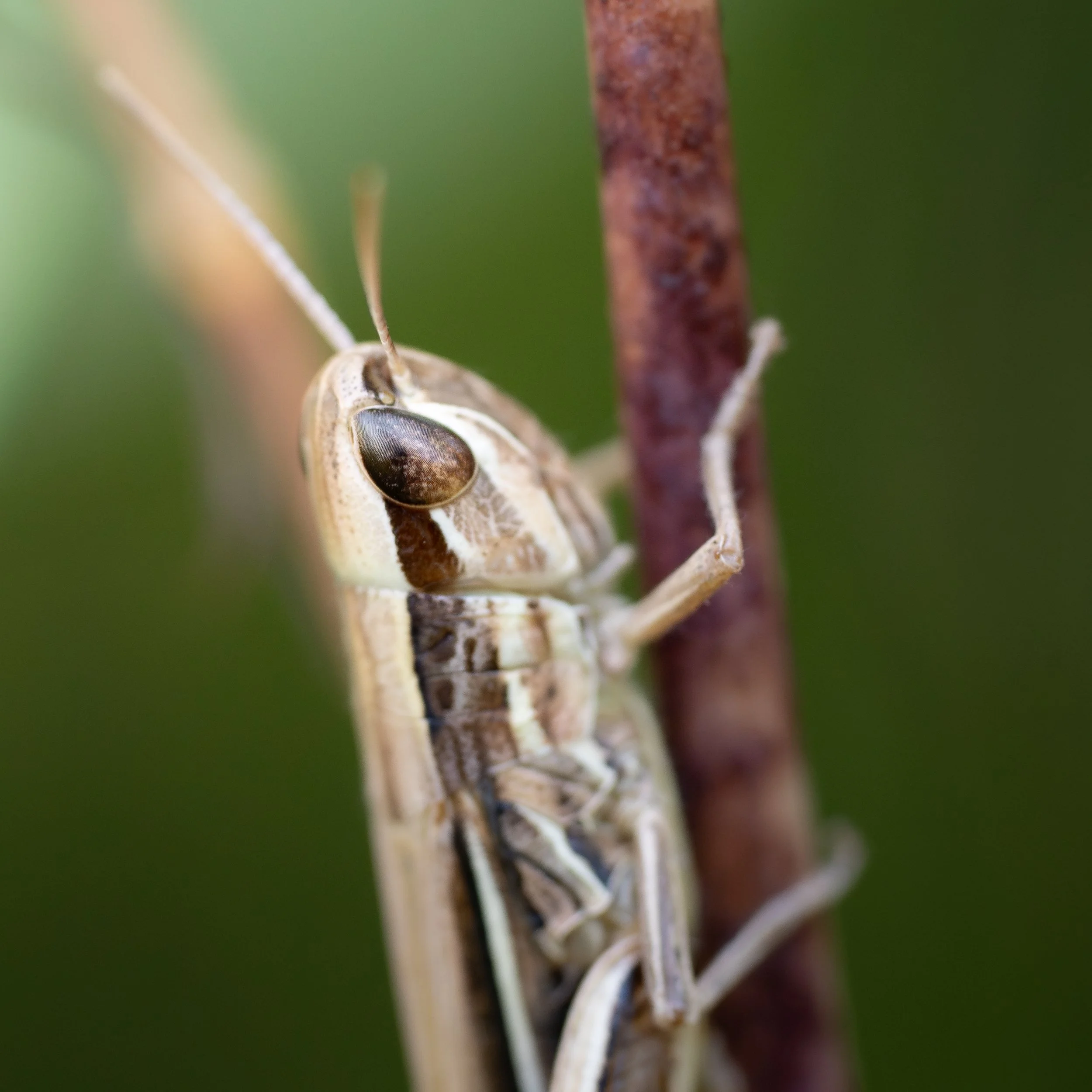 2023_08_04_Újpalota_Sony_macro_31-Enhanced-NR.jpg