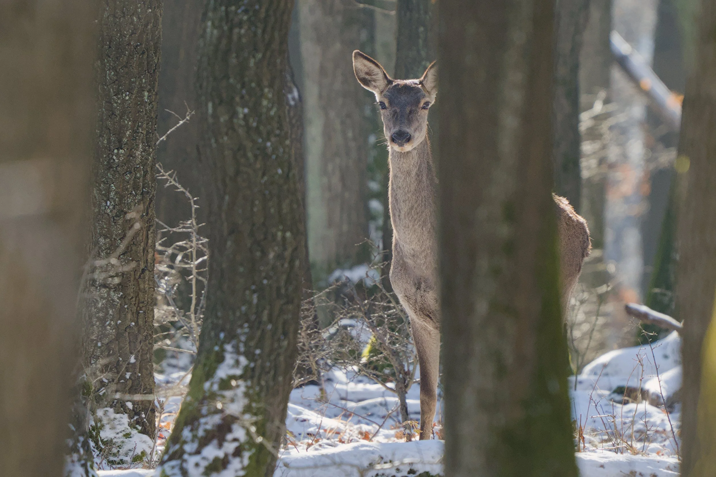 2024_01_21_DK_Wildlife_78.jpg