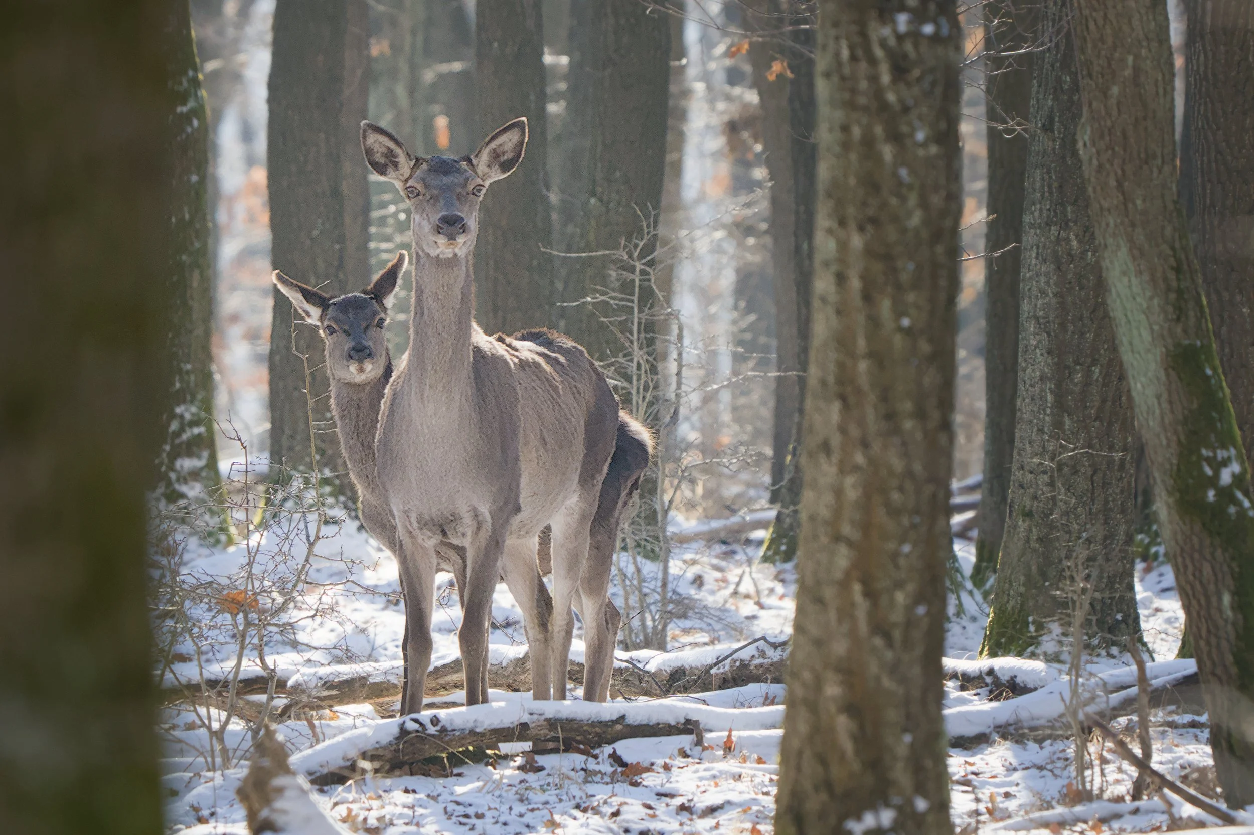2024_01_21_DK_Wildlife_79.jpg