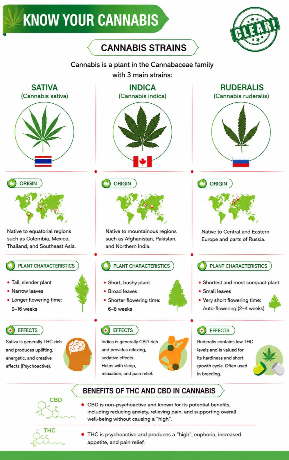 🌿 Cannabis Strains: Understanding the Differences ?