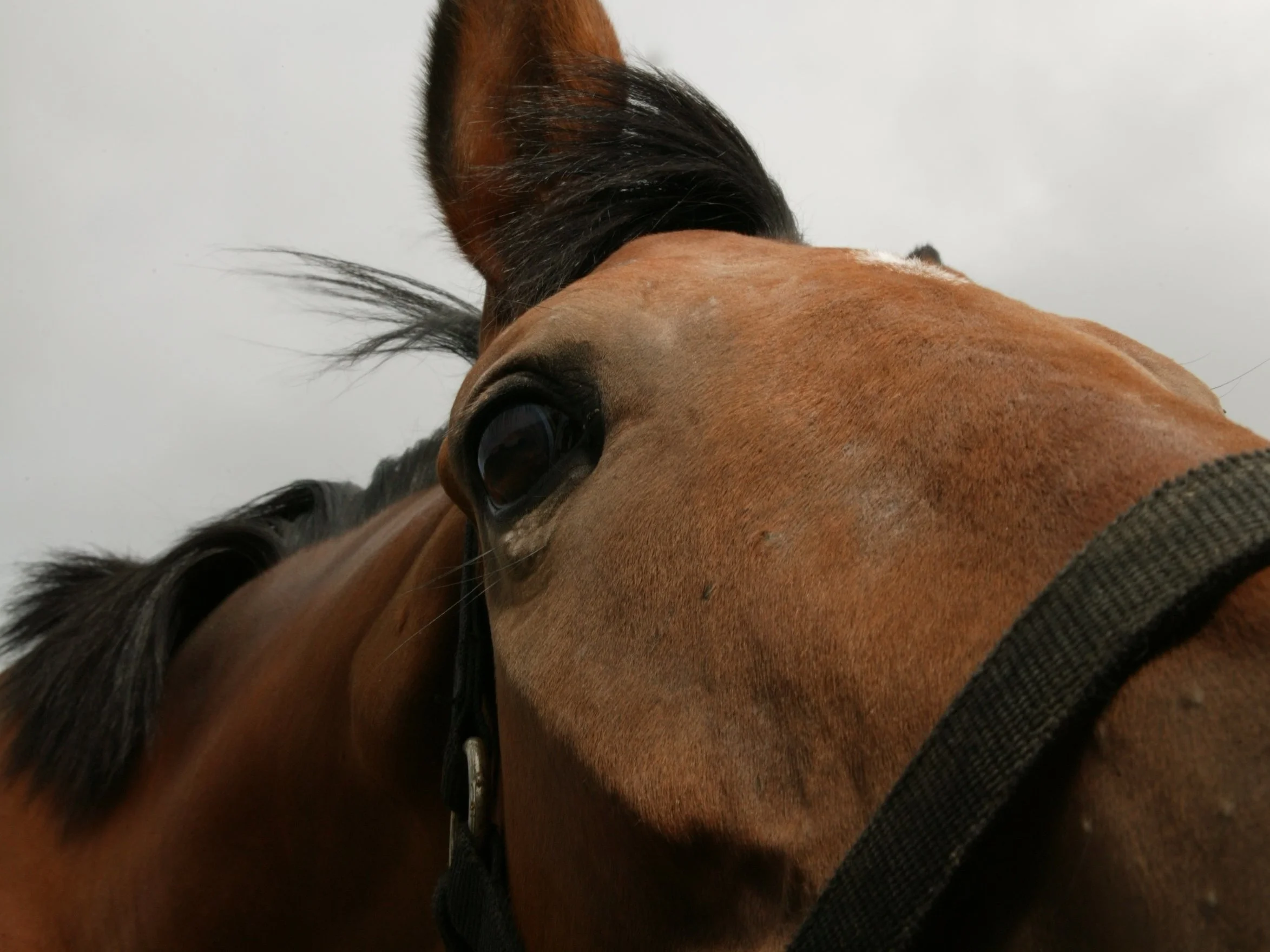 Horses+Still+14.jpg