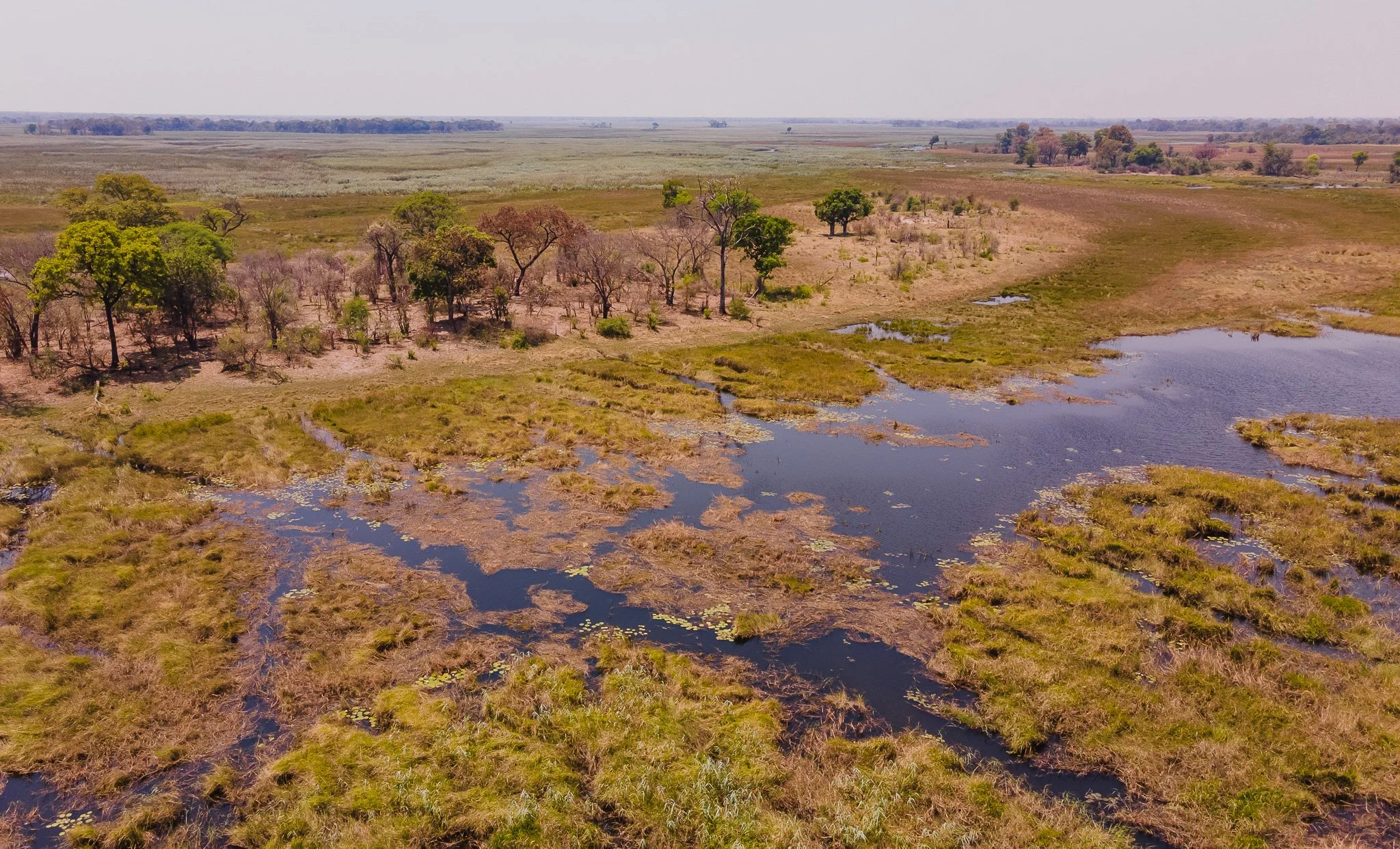 Aerial view of wetlands with water, grass, and trees in a flat landscape.