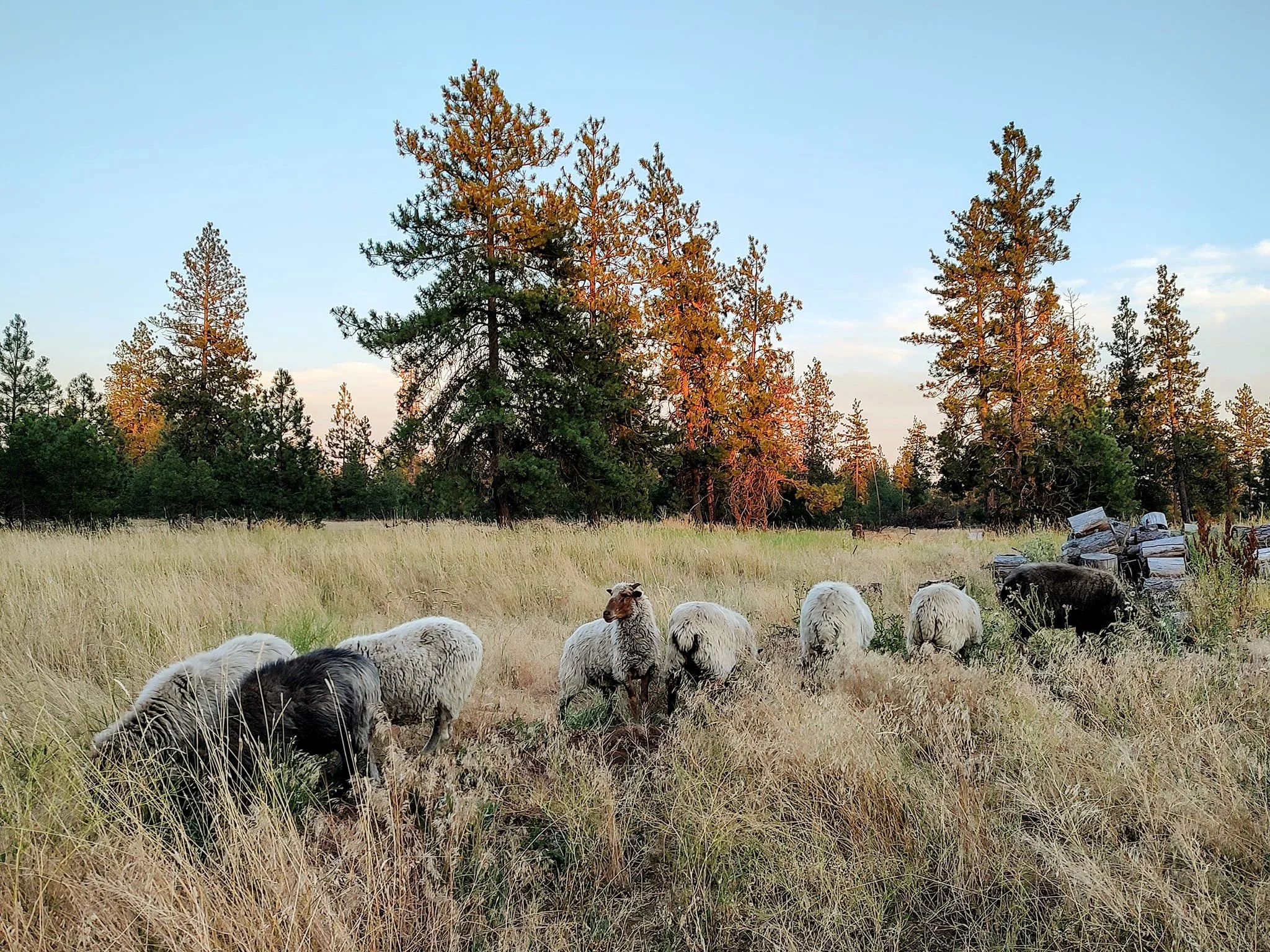 sheeppam2.jpg
