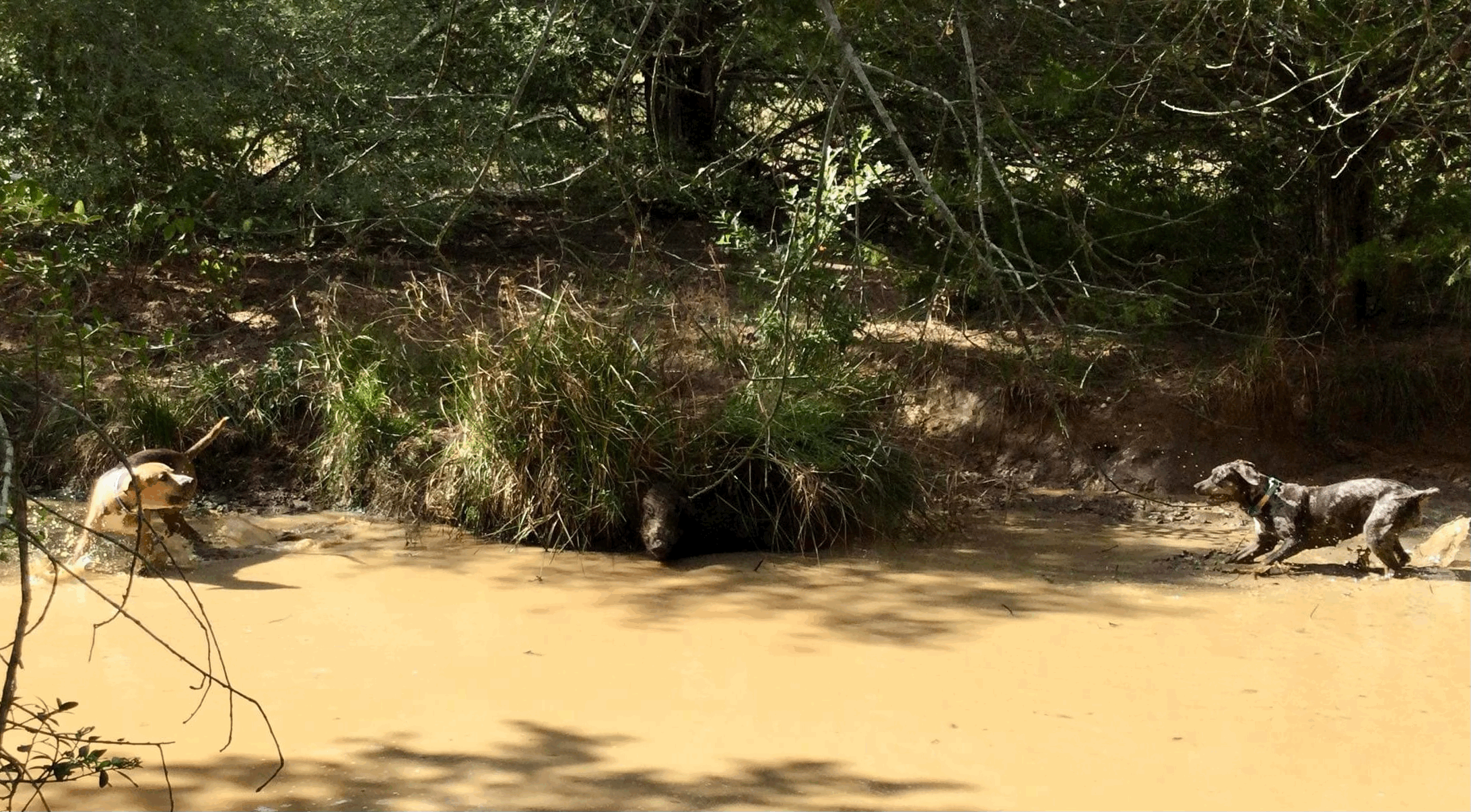 AllGameK9's Hog Dog Trials-Baying Spot