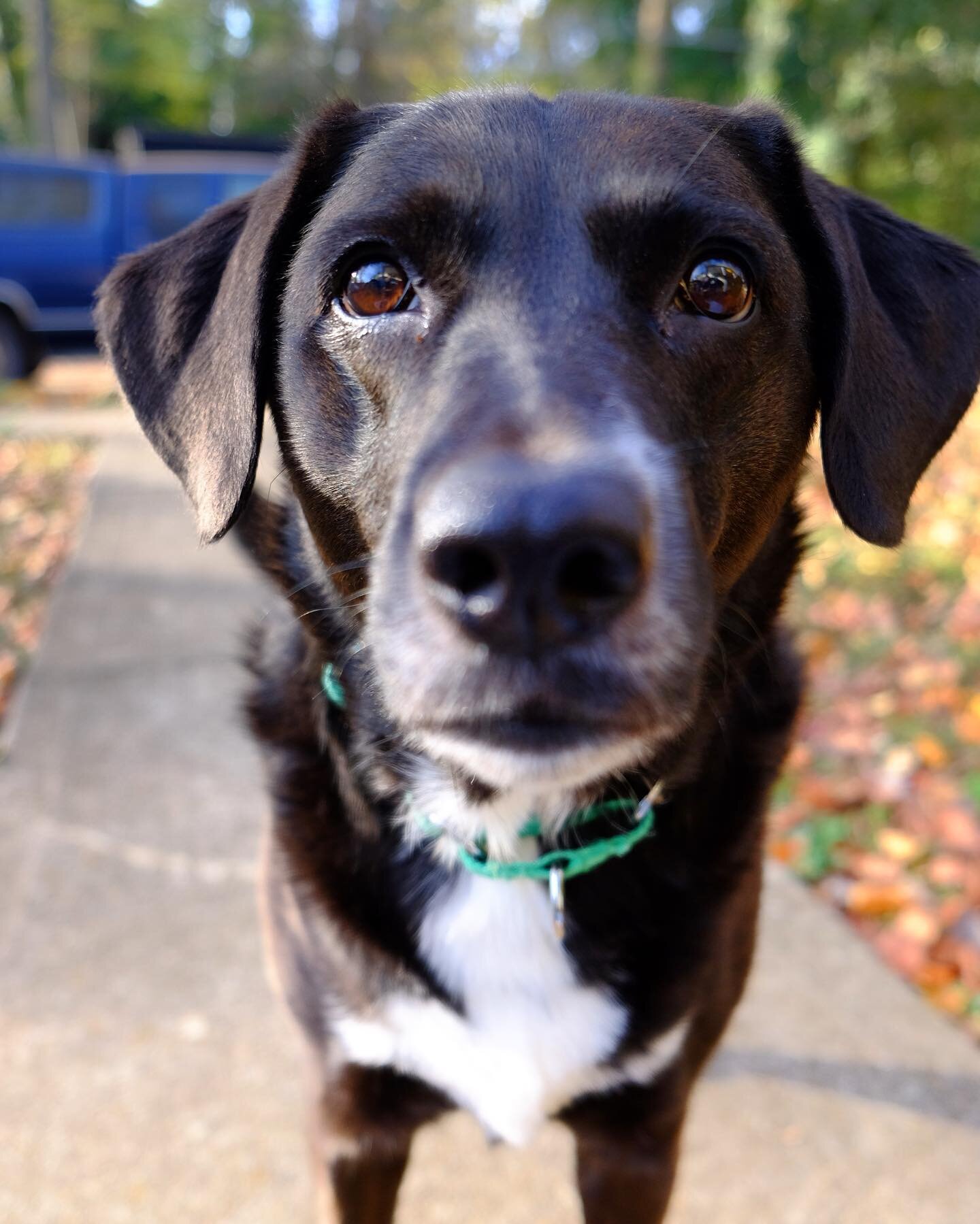 always looking for a treat. 

 #dogsofinstagram #dog #adoptdontshop #atlanta