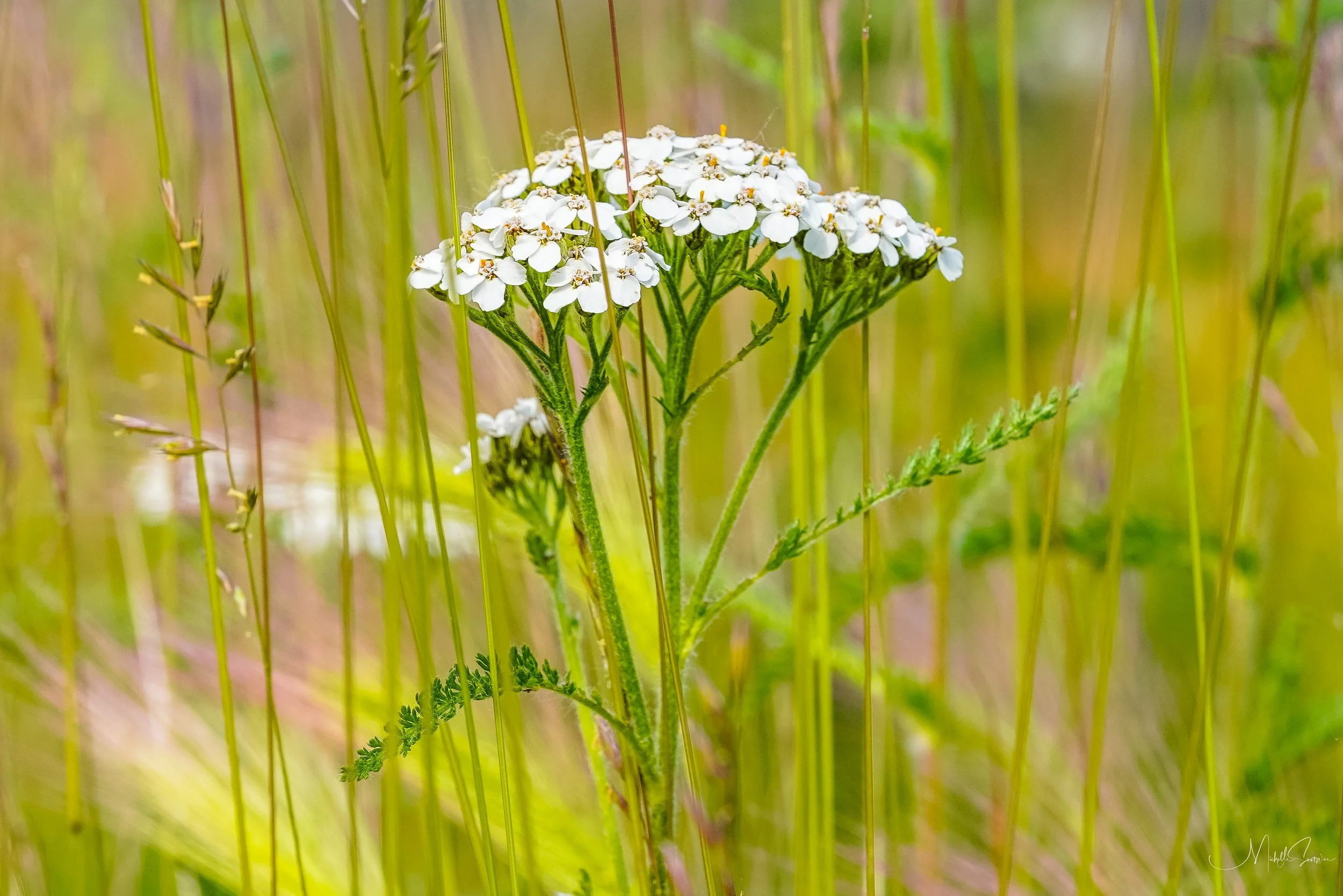 Alaska 2025-05991.jpg