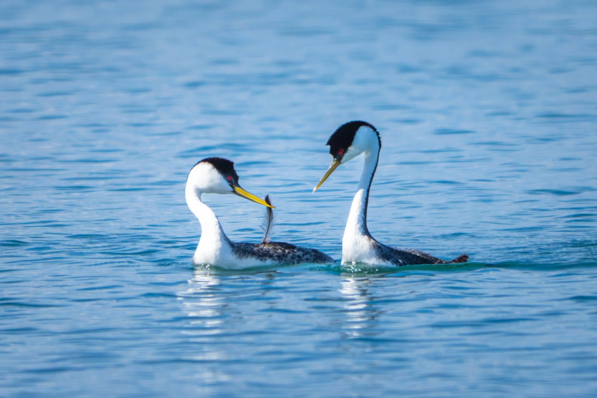 pelicans-00050.jpg
