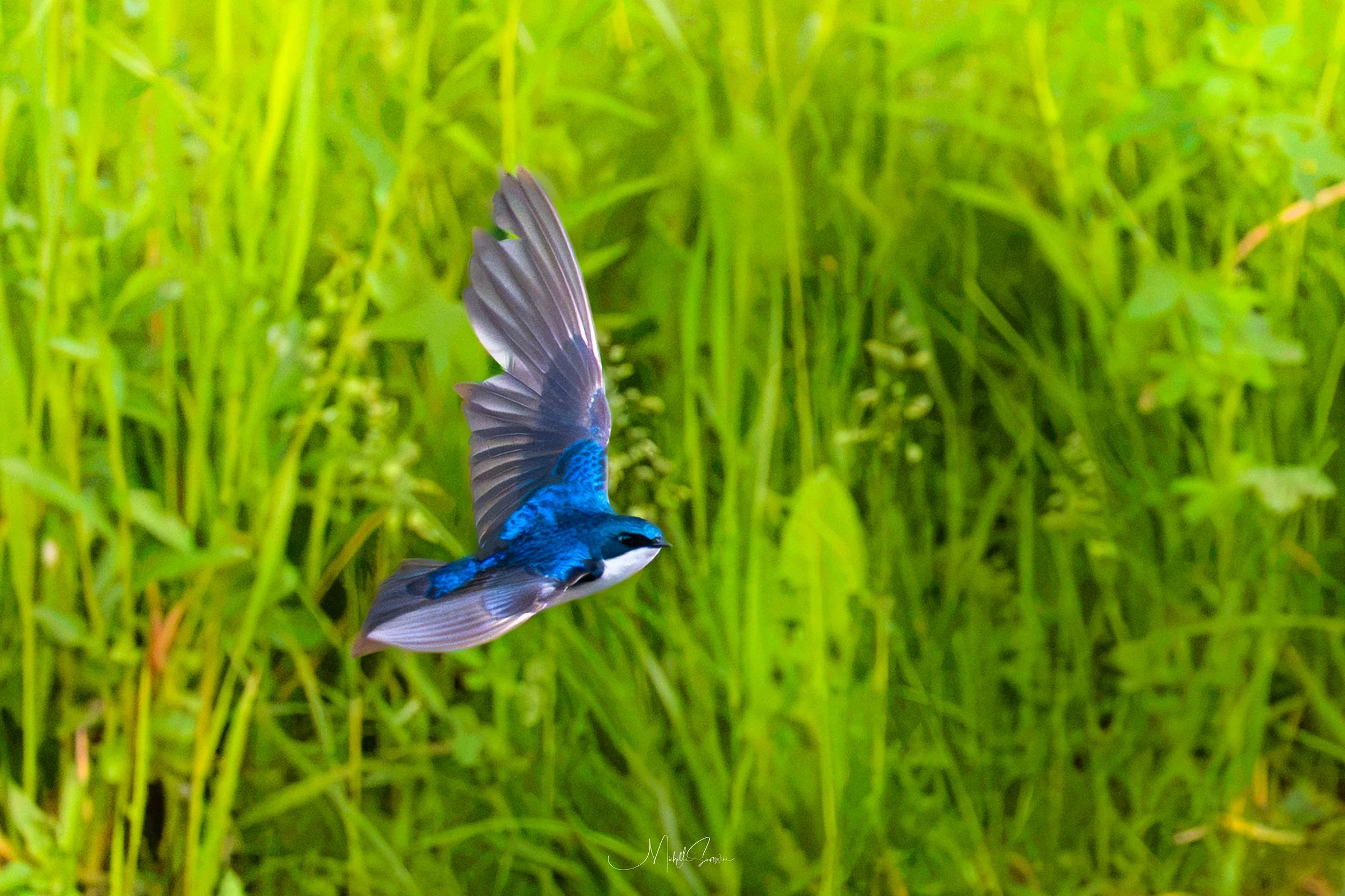 bird-06607.jpg