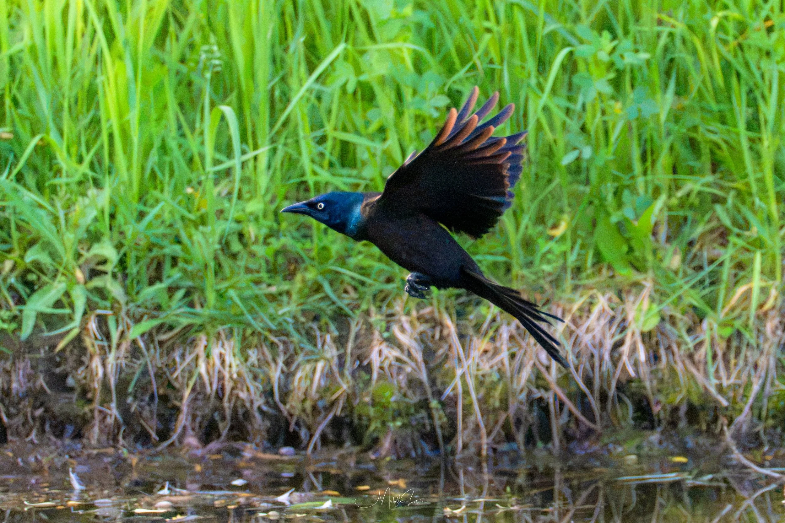 bird-07071.jpg