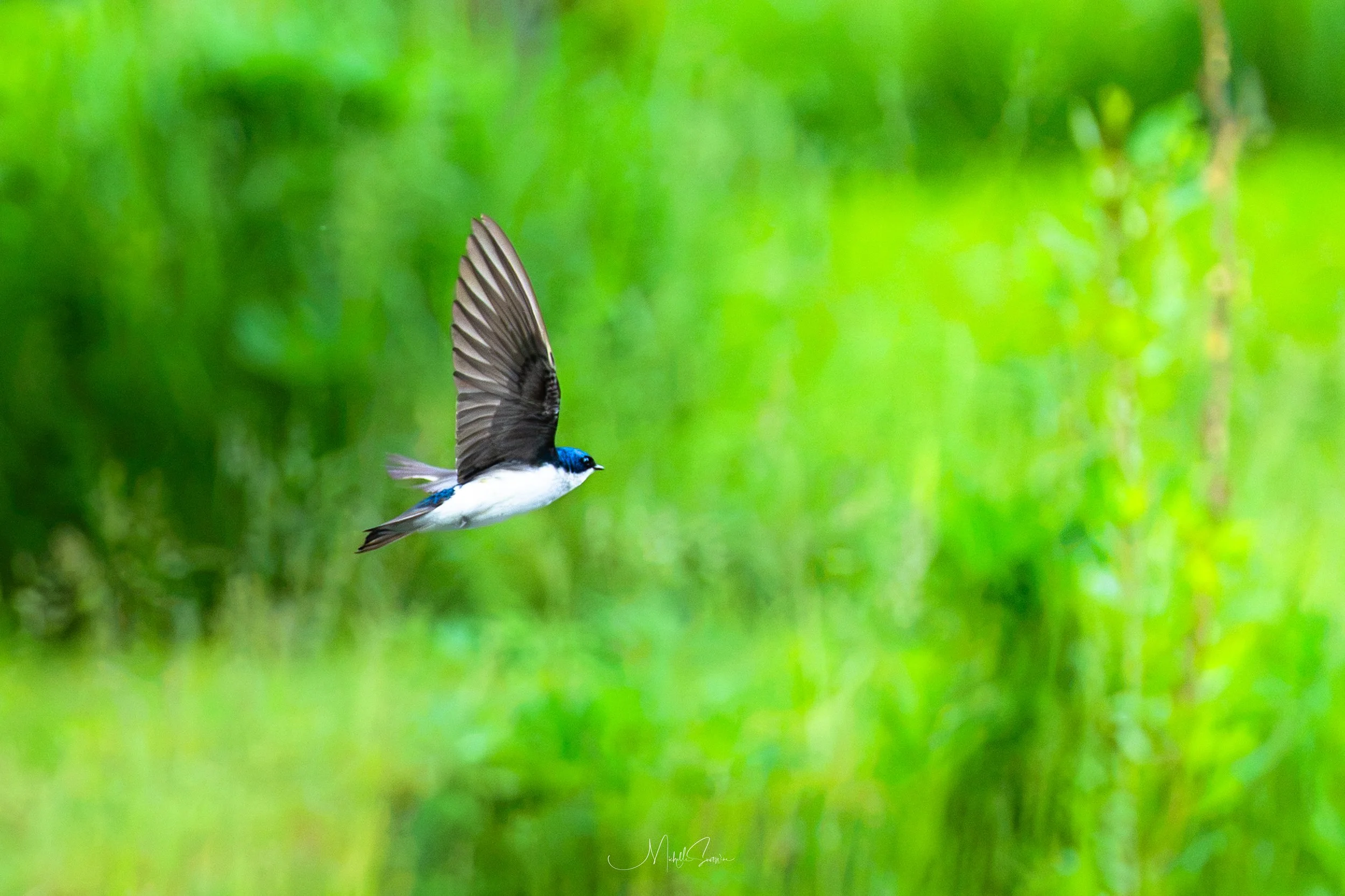 bird-06611.jpg