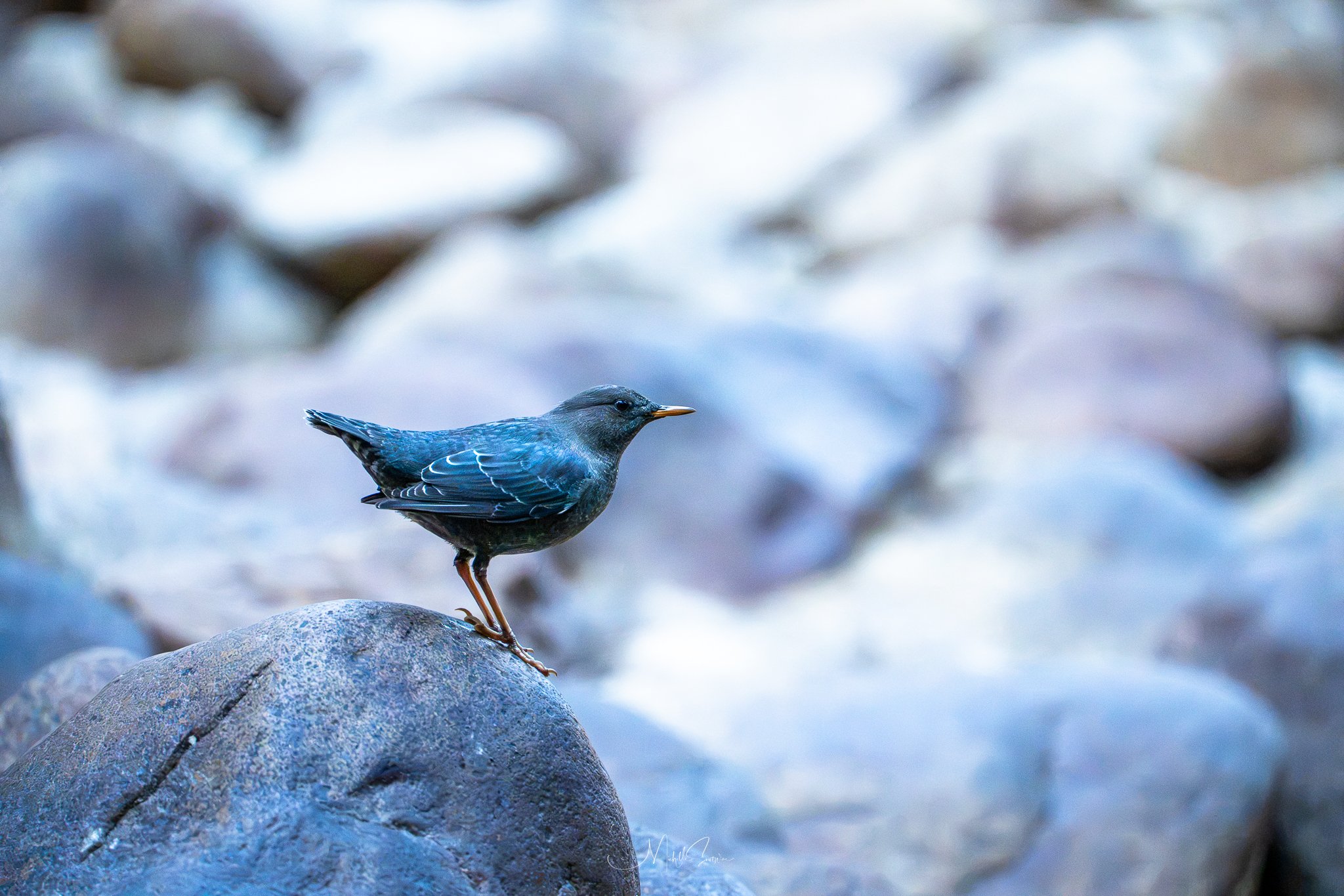 Bird-08282.jpg