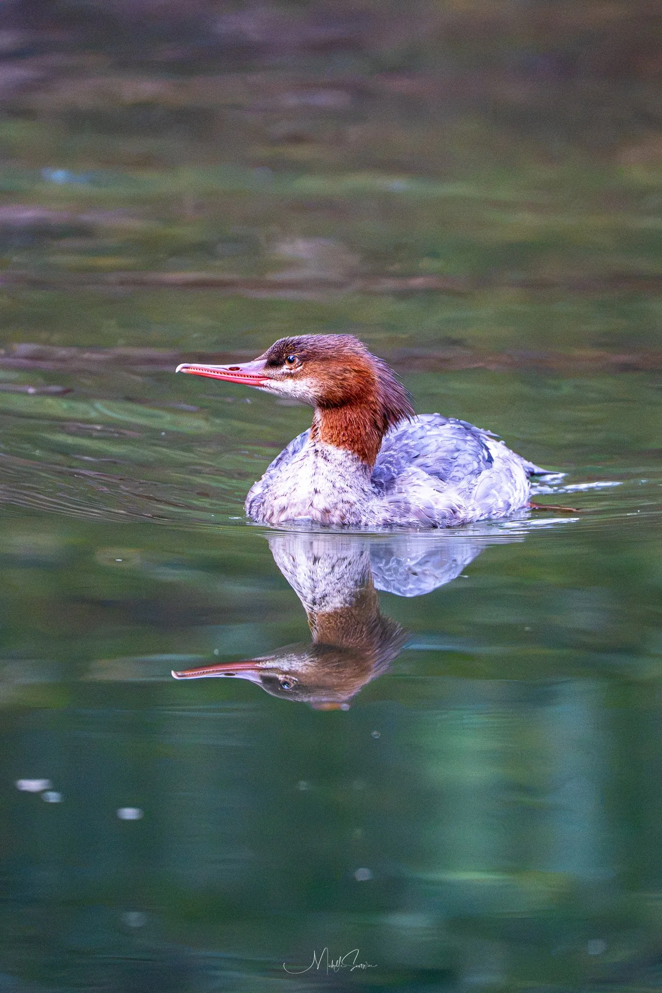 Bird-08120.jpg