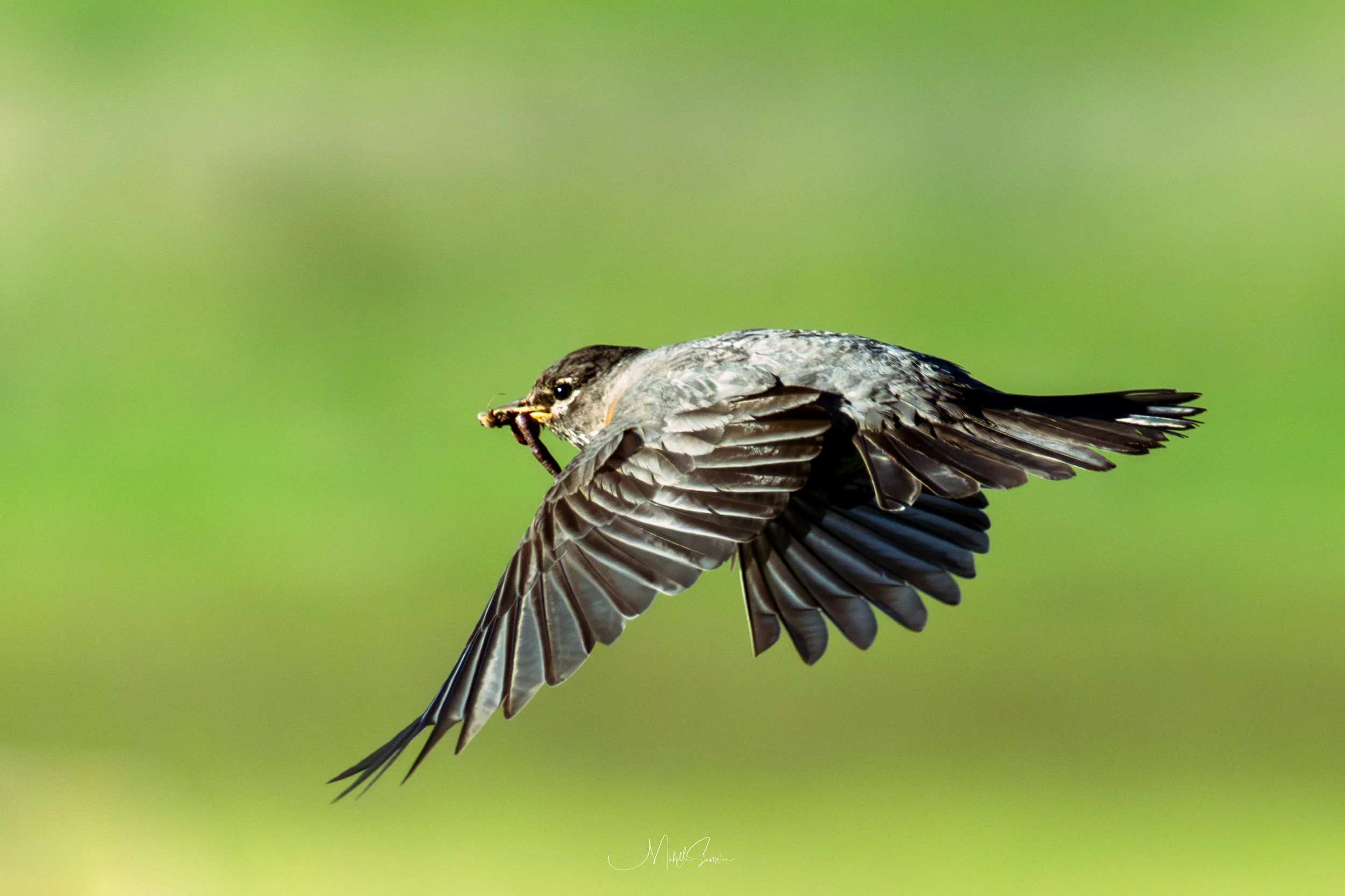 bird-08875.jpg