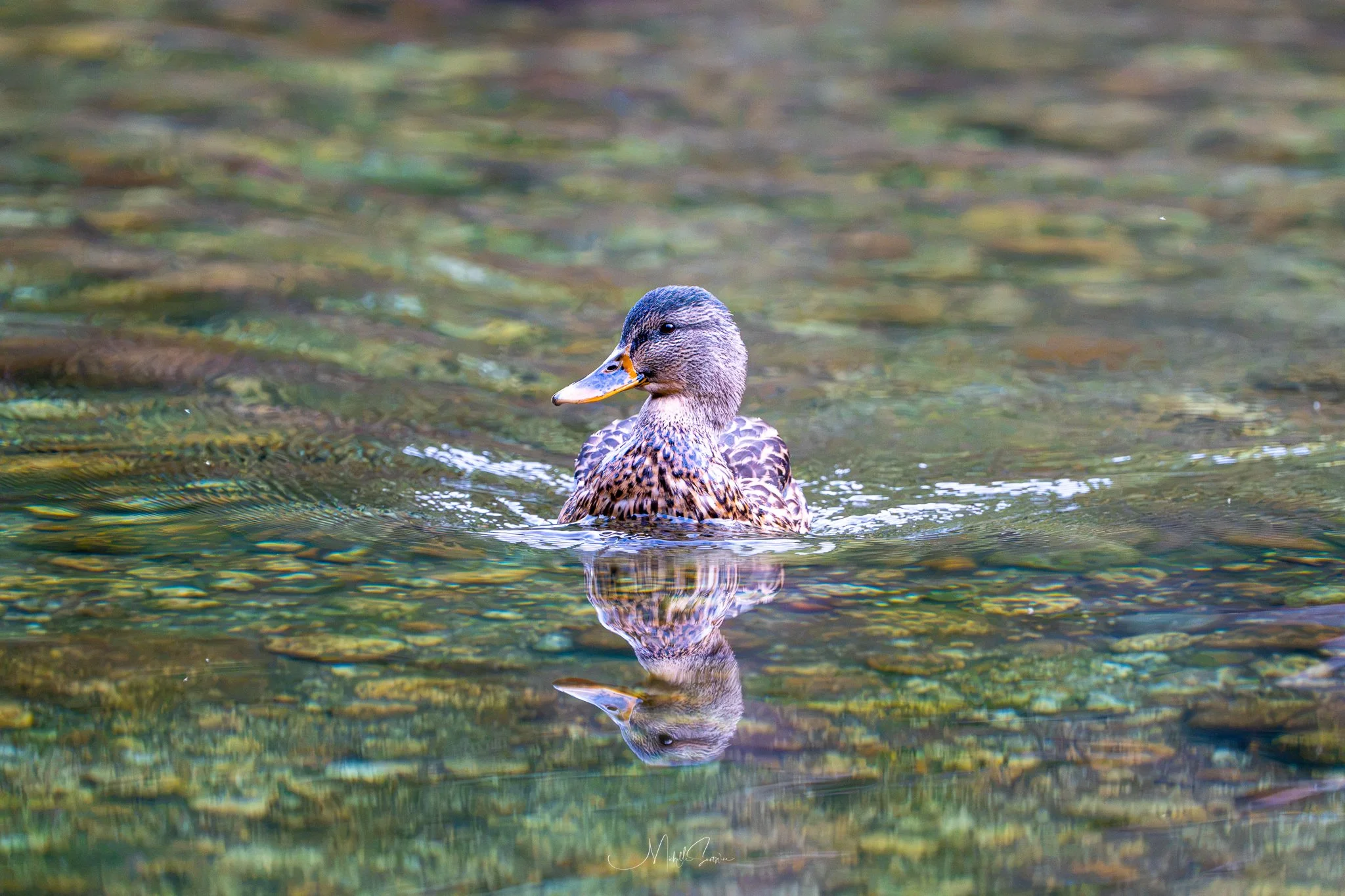 Bird-07685.jpg