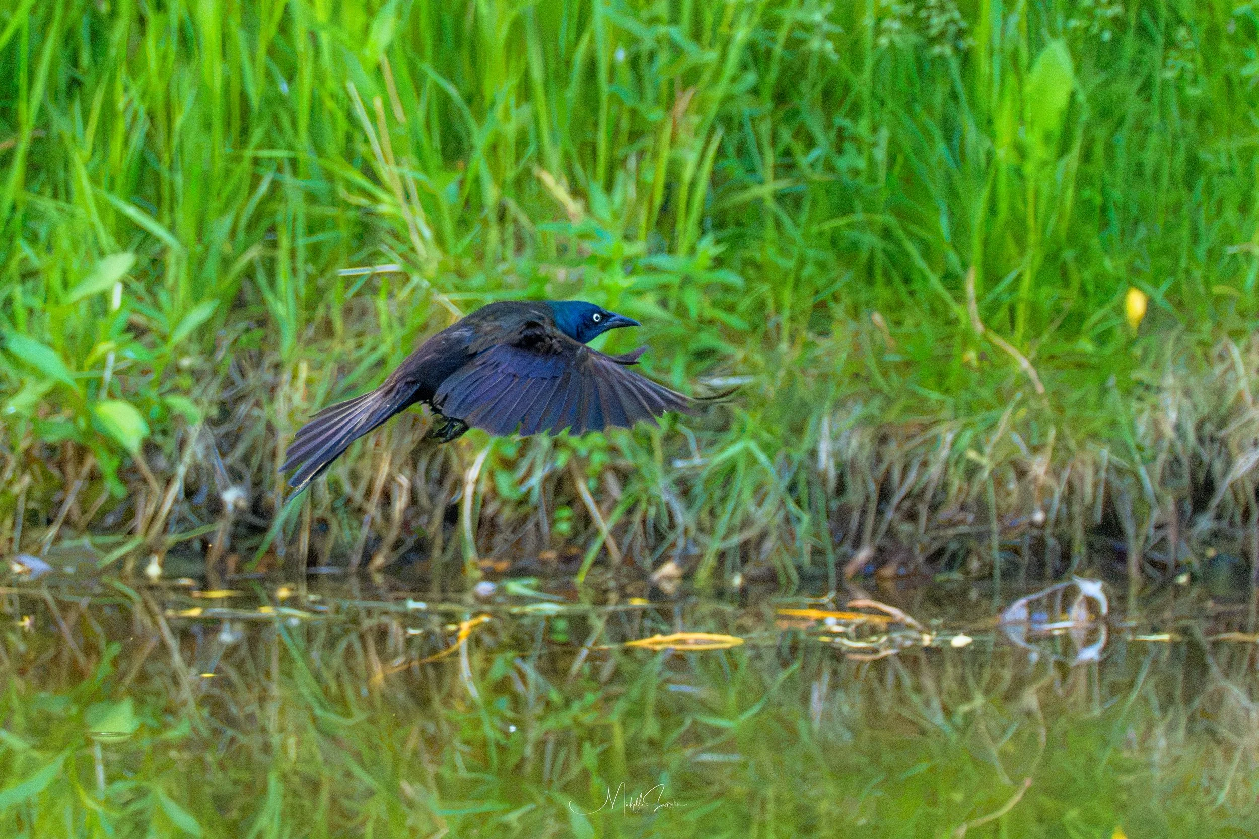 bird-07076.jpg